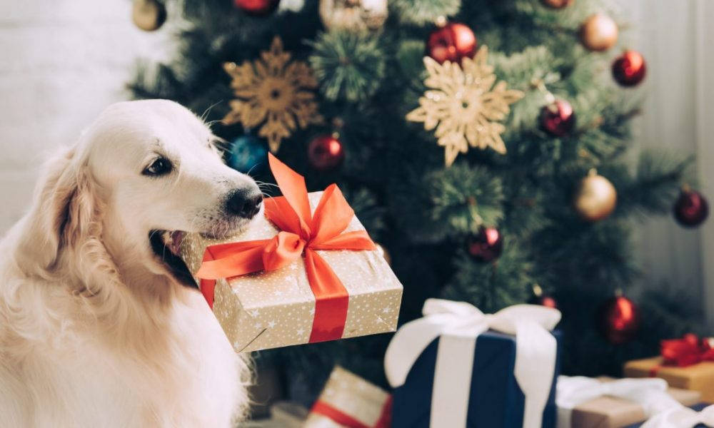 クリスマスプレゼントを持つゴールデンレトリバー 壁紙