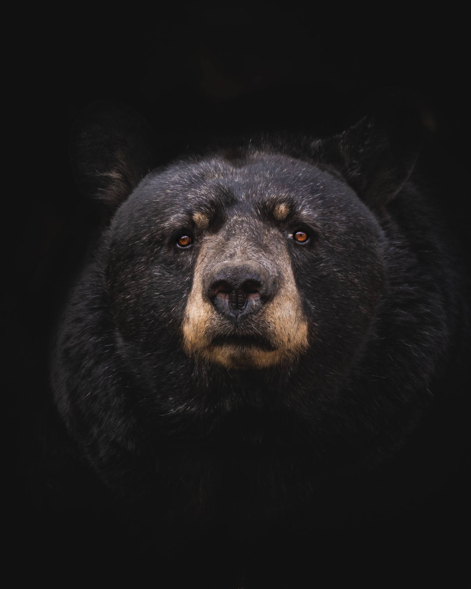クロクマの携帯画像の壁紙