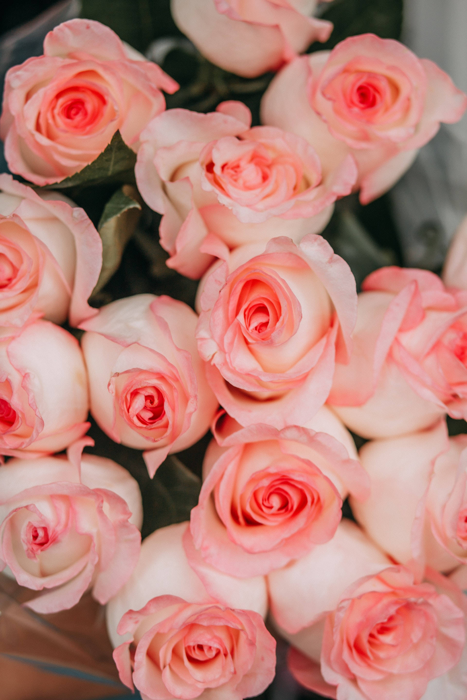 クローズアップ ピンクの薔薇 エステティック 壁紙