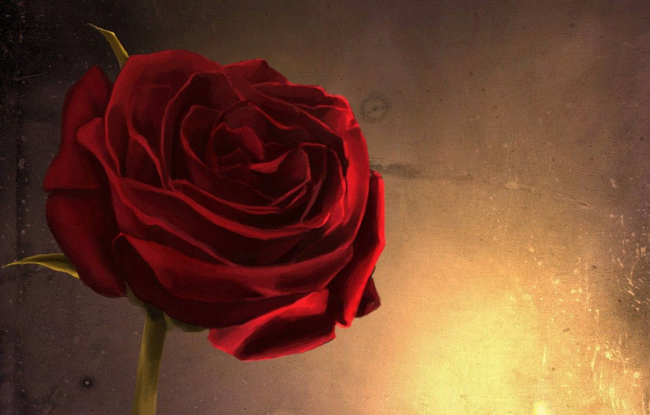クローズアップ赤い薔薇の美学 壁紙