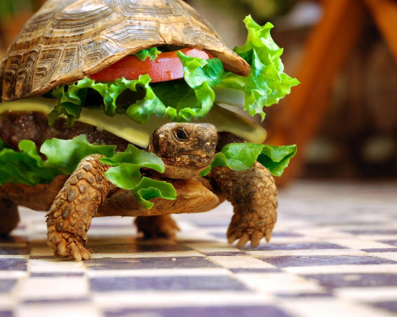 クールなカメバーガー 壁紙