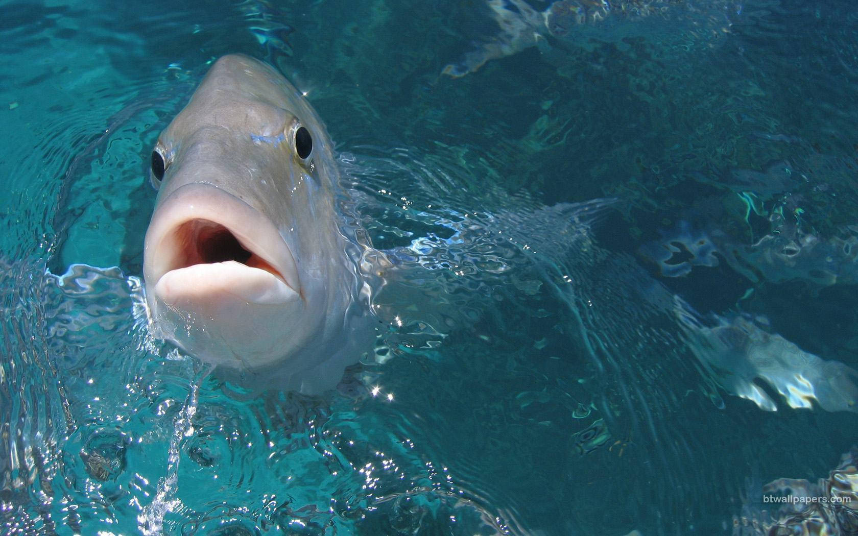 クールなグレーの魚 壁紙