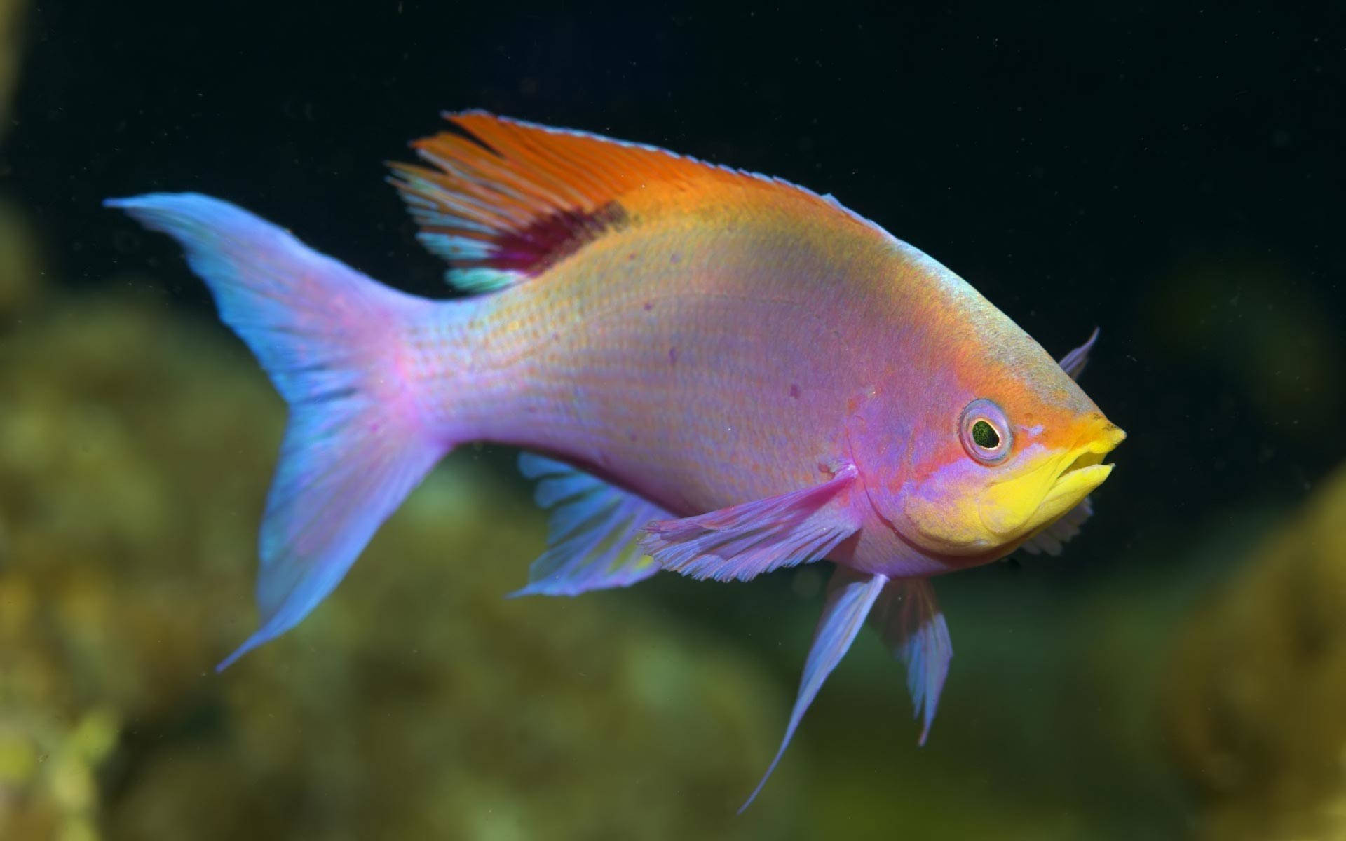 クールなピンクの魚 壁紙