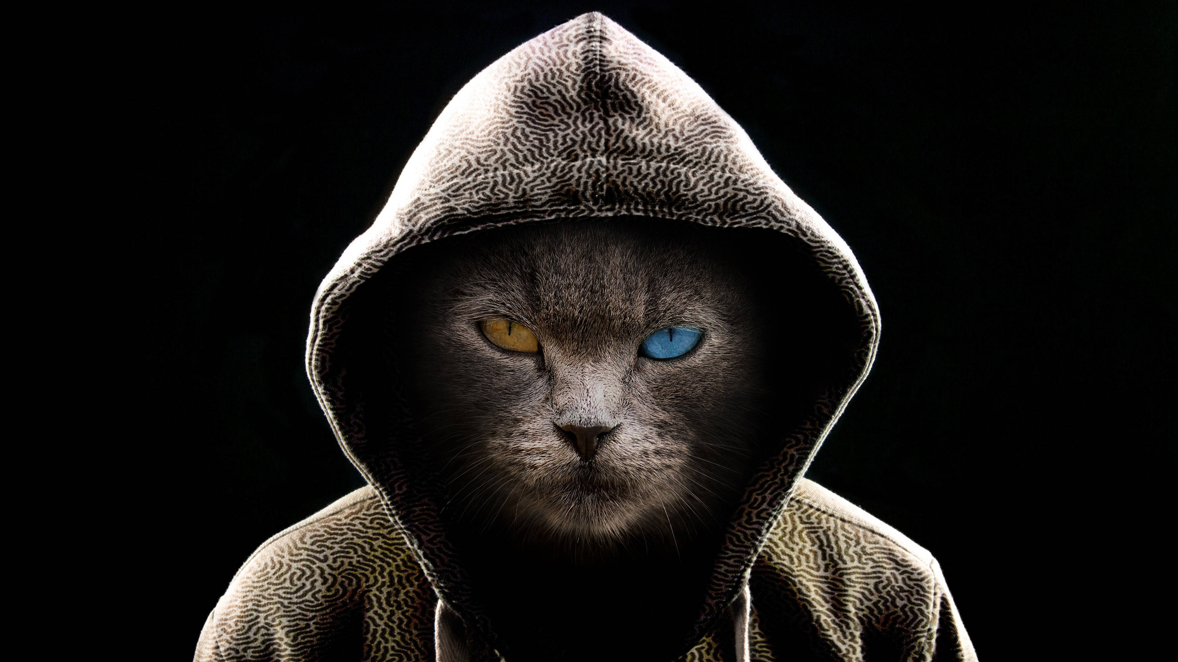 クールなフード付き黒猫のコンピュータ 壁紙