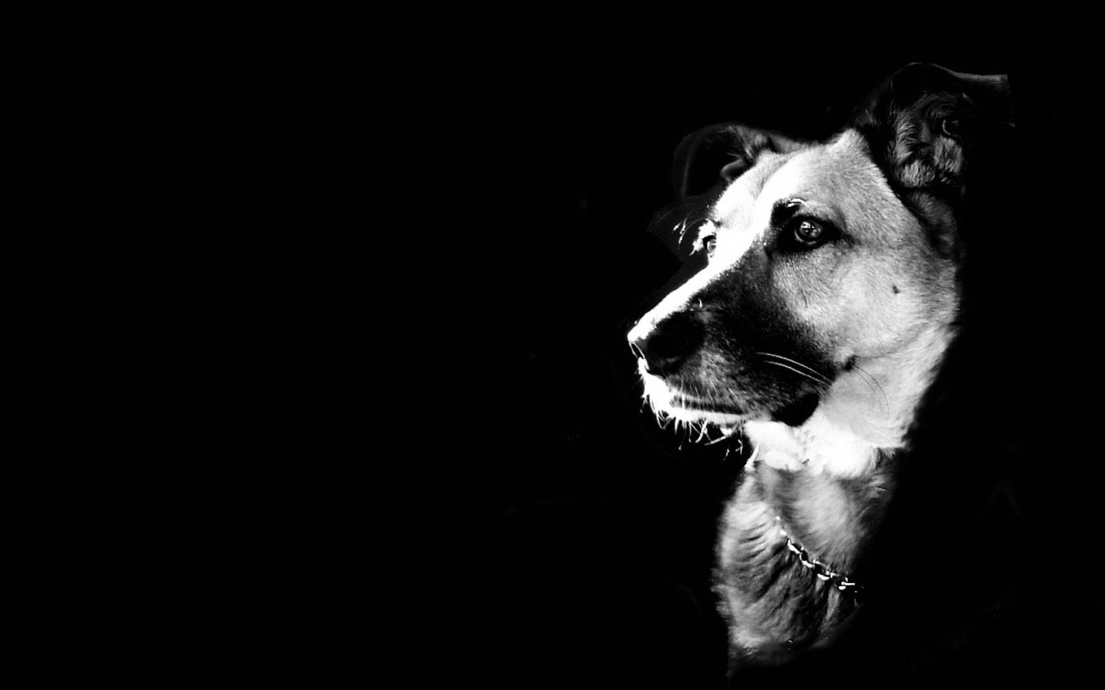 クールな白黒犬 壁紙