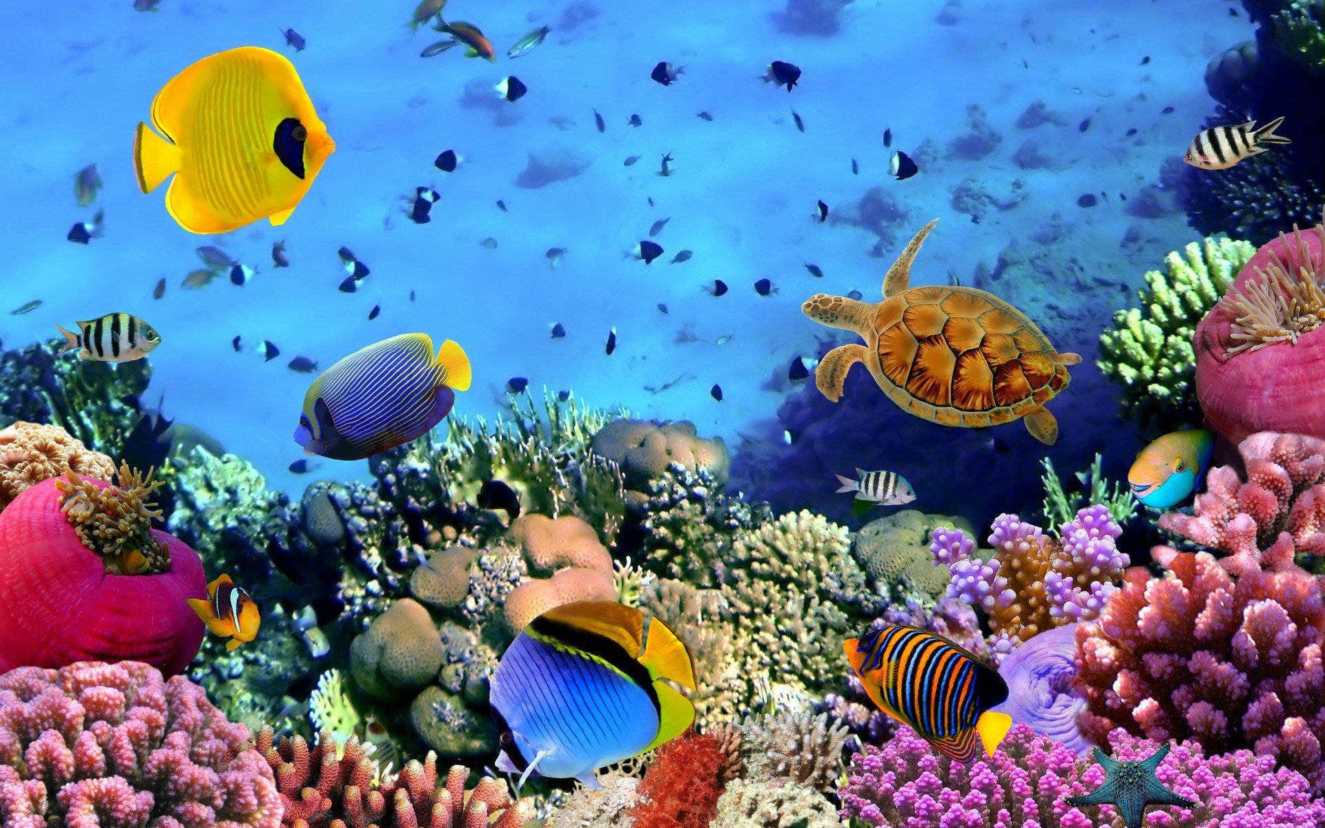 クールな魚たちとリーフ 壁紙