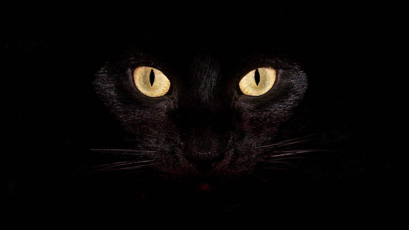 クールな黒猫 壁紙