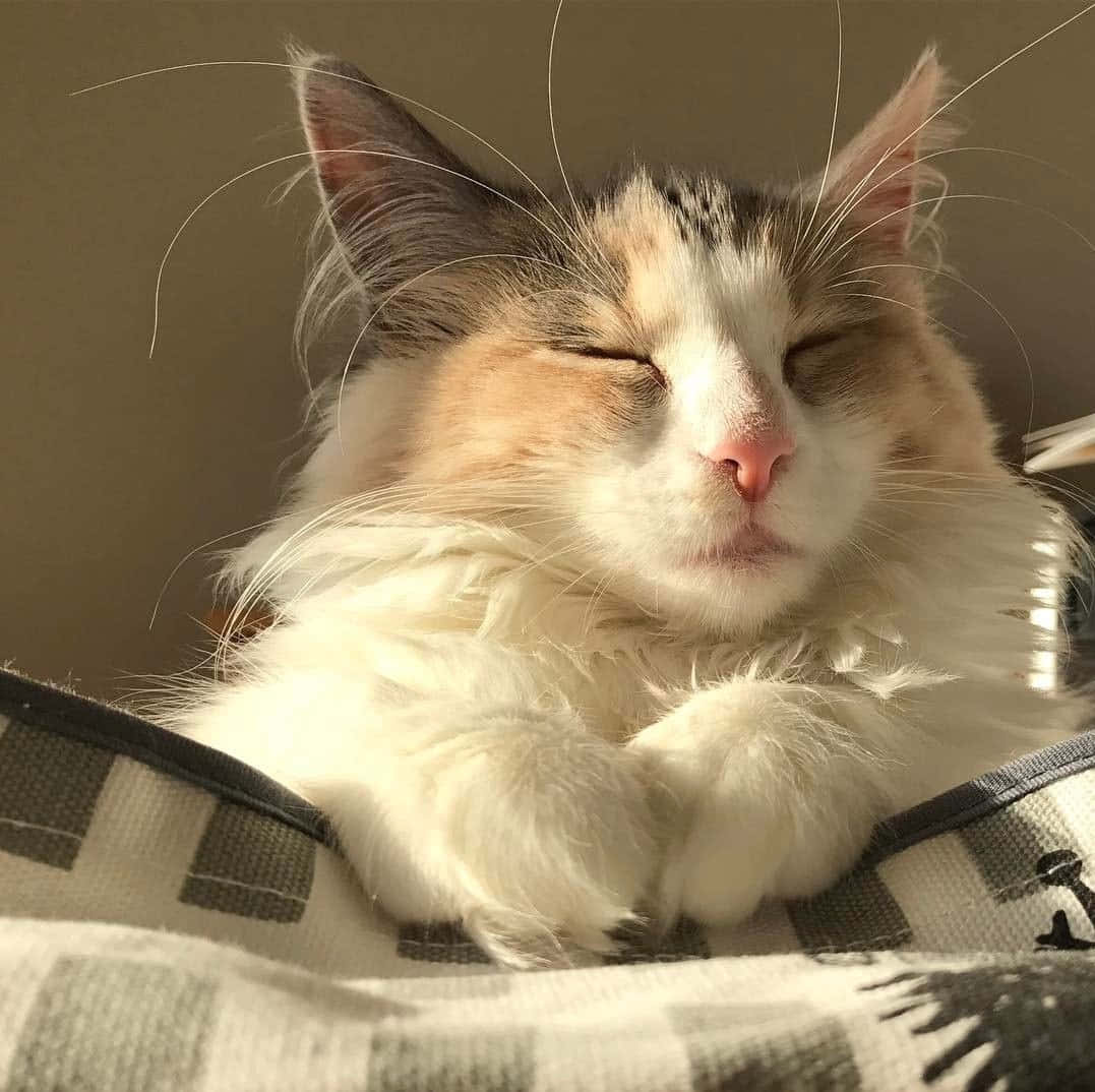 グレーと白のかわいい子猫がカーペットの上で穏やかに休んでいます。 壁紙