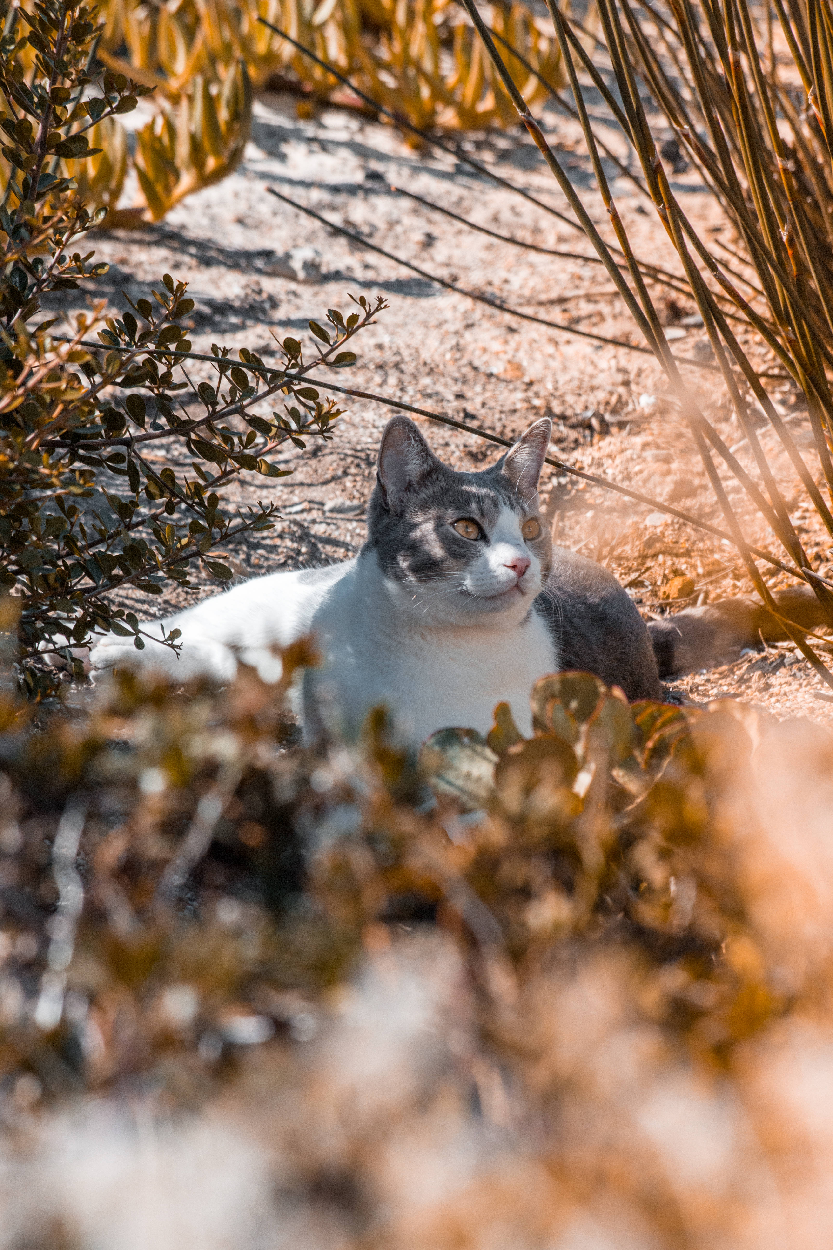 グレーと白の美しい猫 壁紙