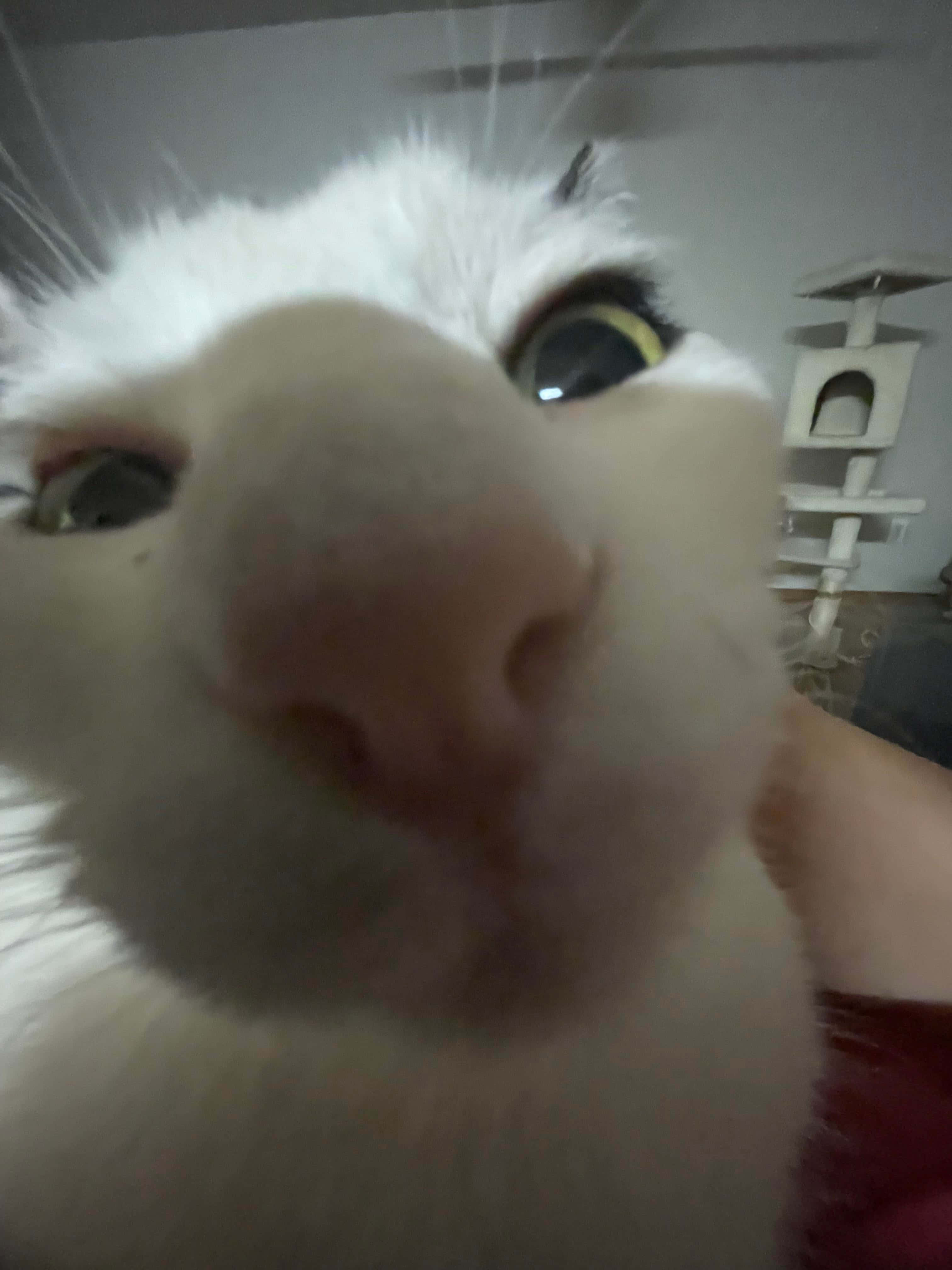 グーフィーな猫のズームアップPFP 壁紙