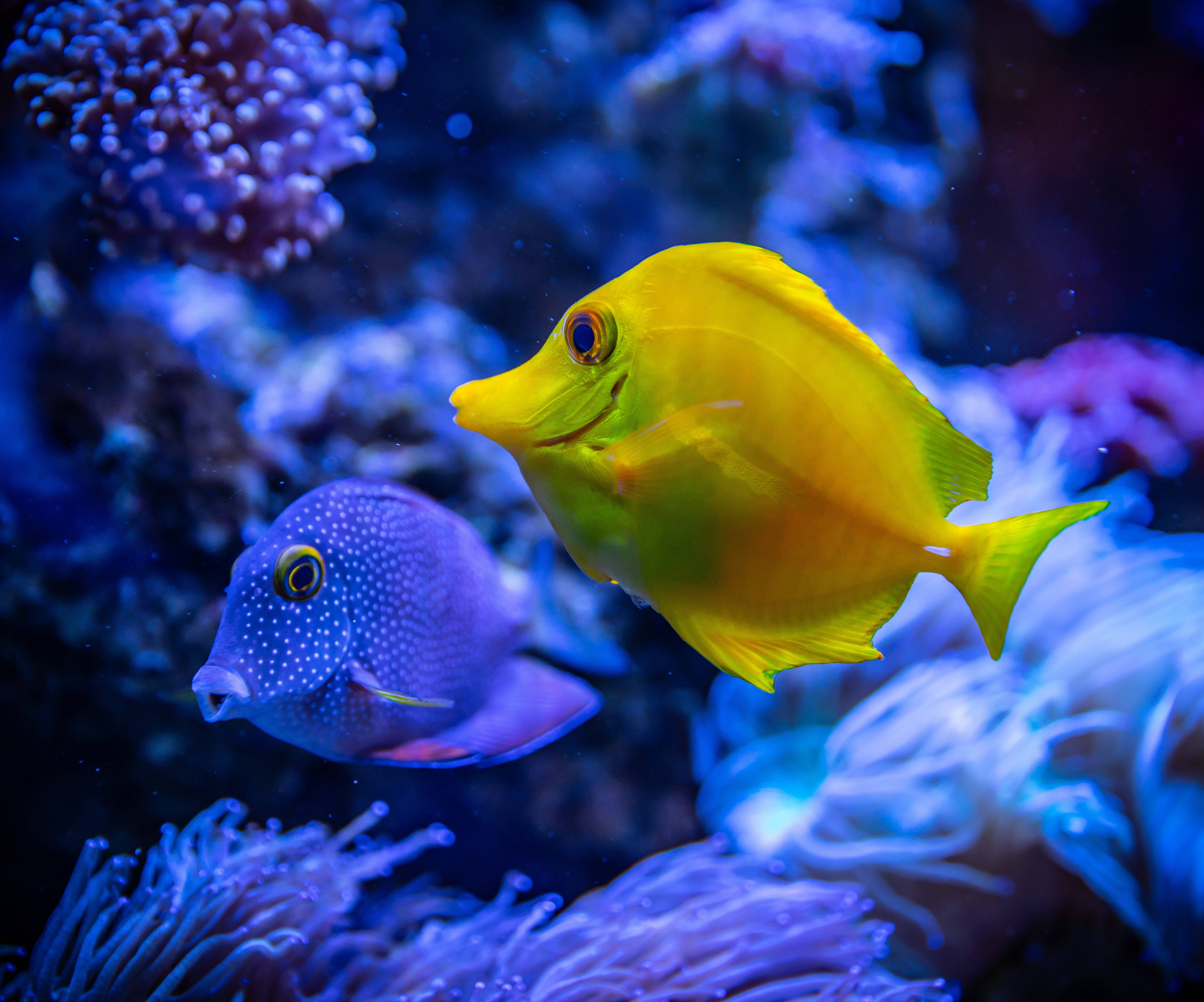 コレアンイエロータン 4K Ultra HD 魚 壁紙