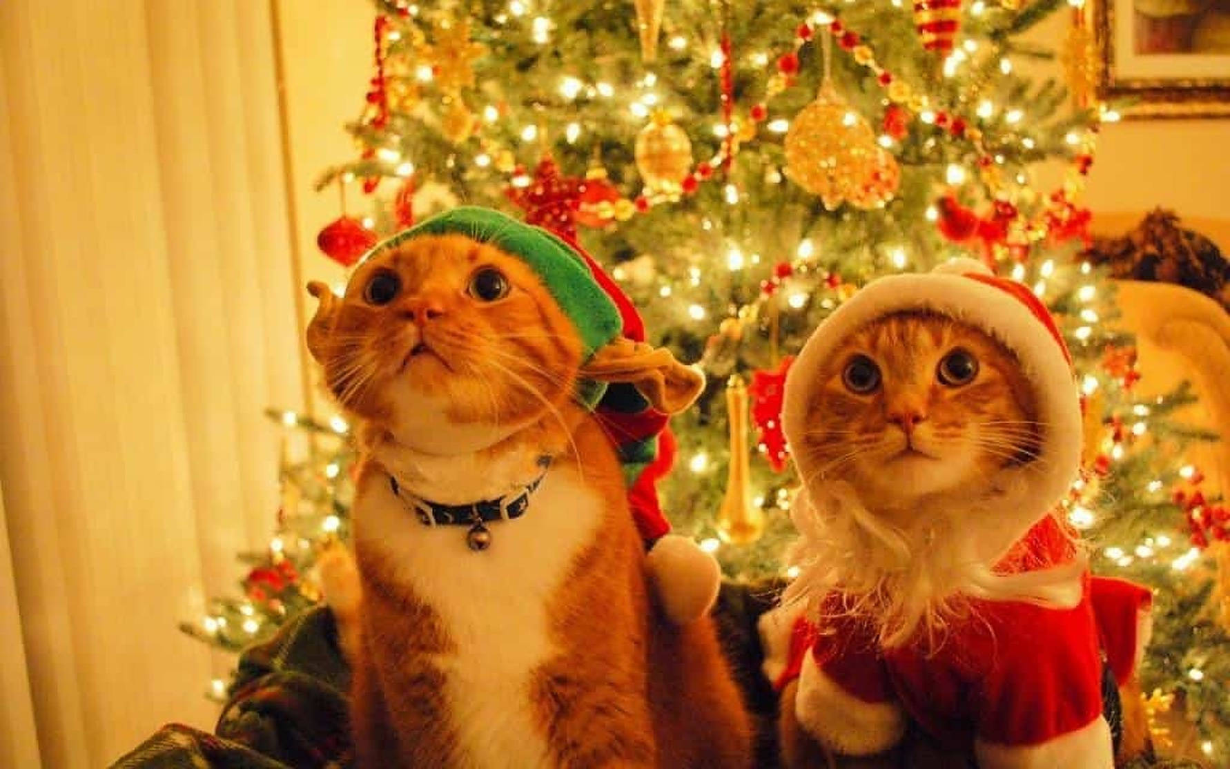 コージークリスマスな猫たちの美学 壁紙
