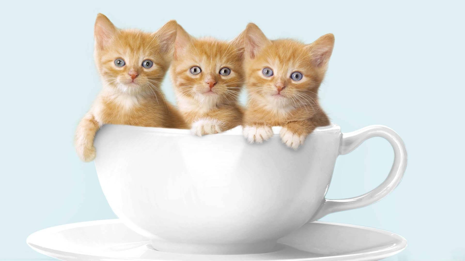 コーヒーカップで丸くなる猫の癒し画像 壁紙