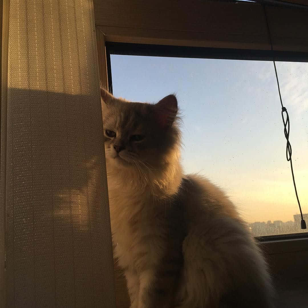 ゴロゴロと喉を鳴らす準備万端な美しい猫 壁紙