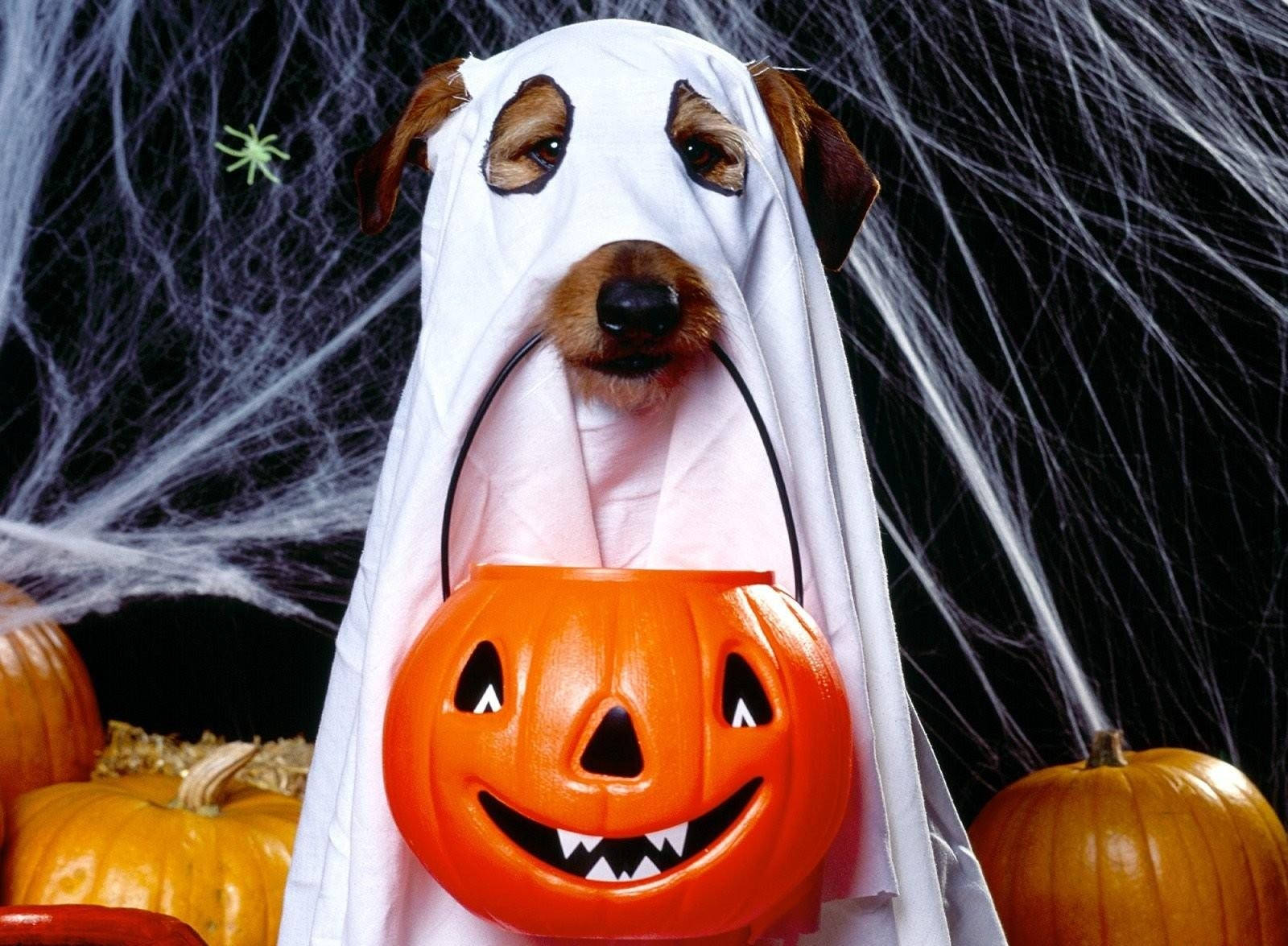 かわいい犬のハロウィンゴーストコスチューム、かぼちゃバスケットを持った壁紙