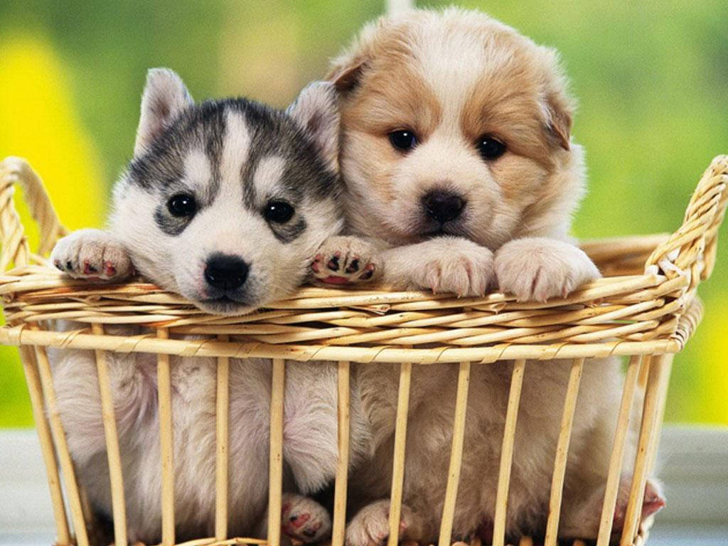 ゴールデンレトリバーとハスキーの子犬がかごの中に 壁紙