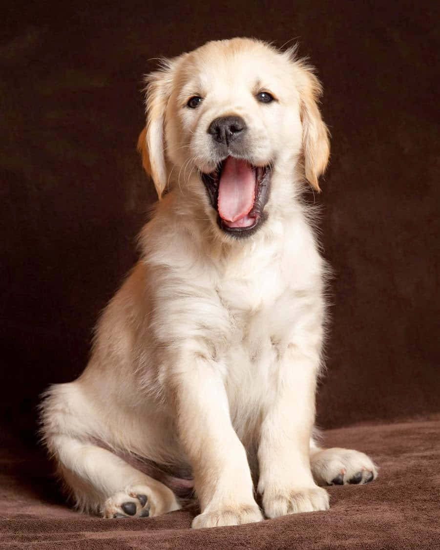 ゴールデンレトリバーの子犬があくびをする写真 壁紙