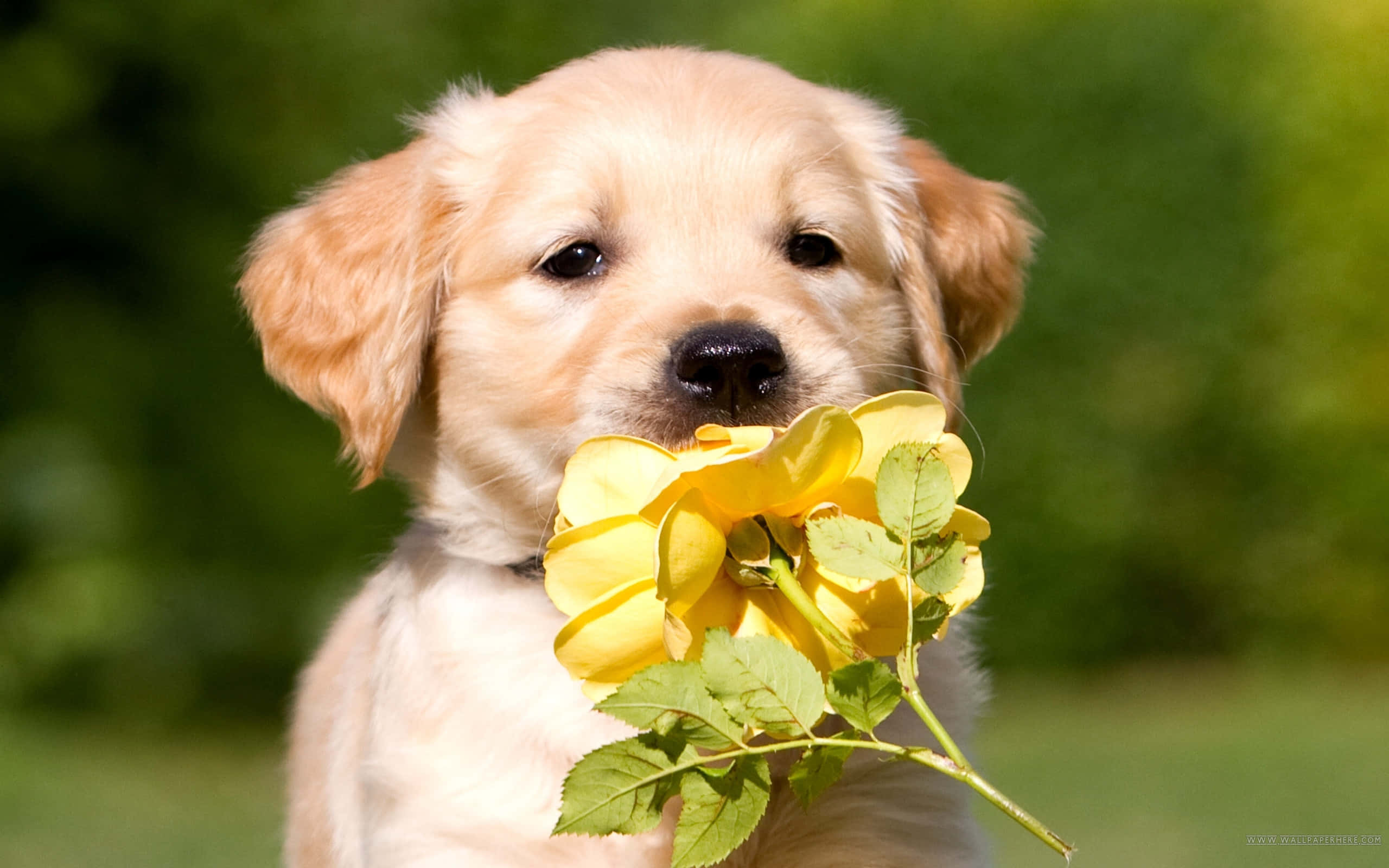 ゴールデンレトリバーの子犬が花をくわえた写真 壁紙