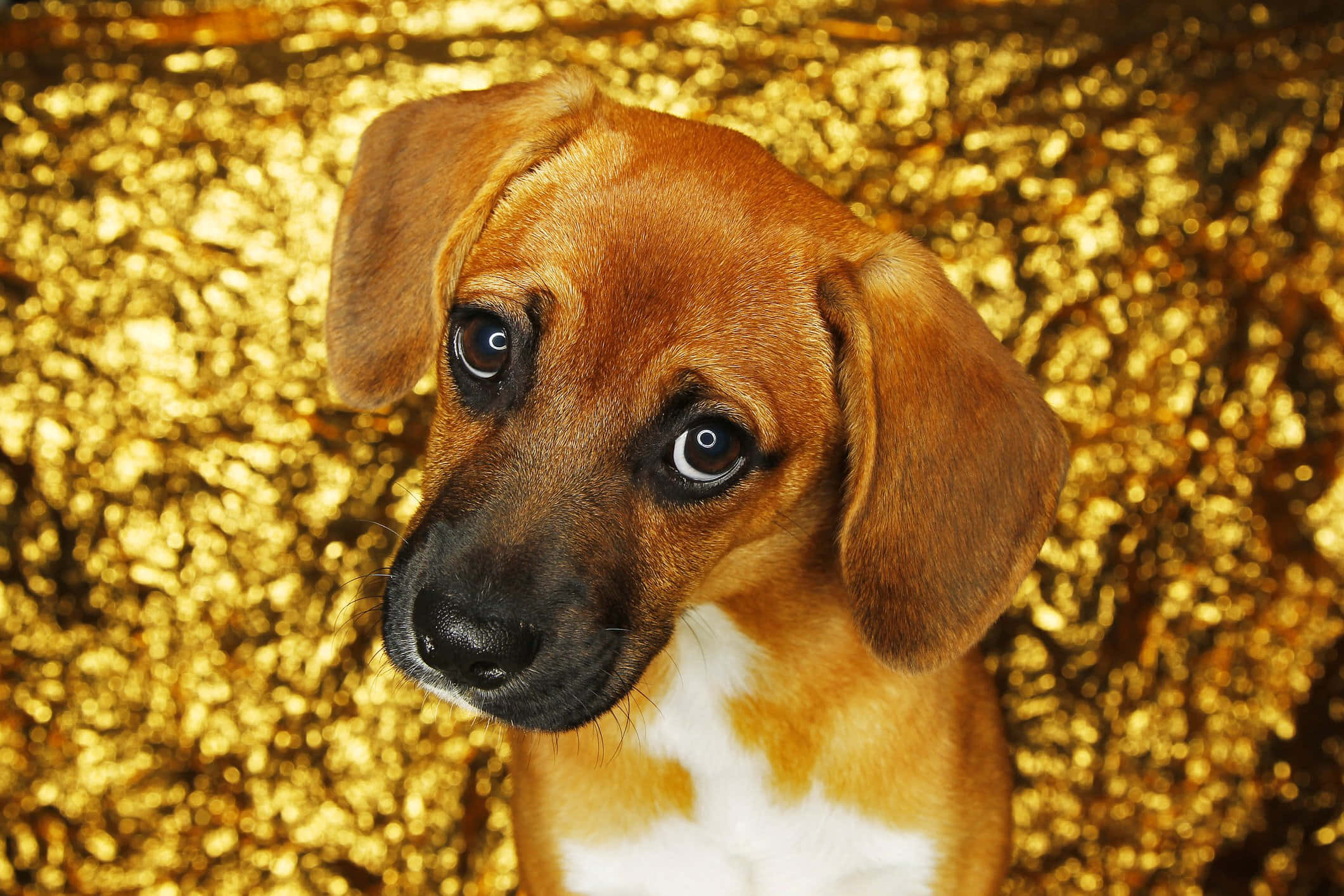 ゴールドの美的背景に映える可愛いペット犬の画像 壁紙