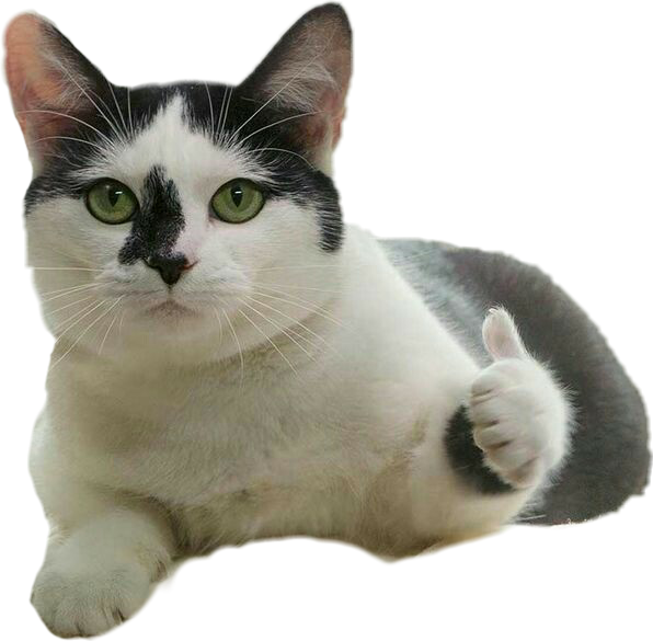 サムズアップ猫ミーム 壁紙