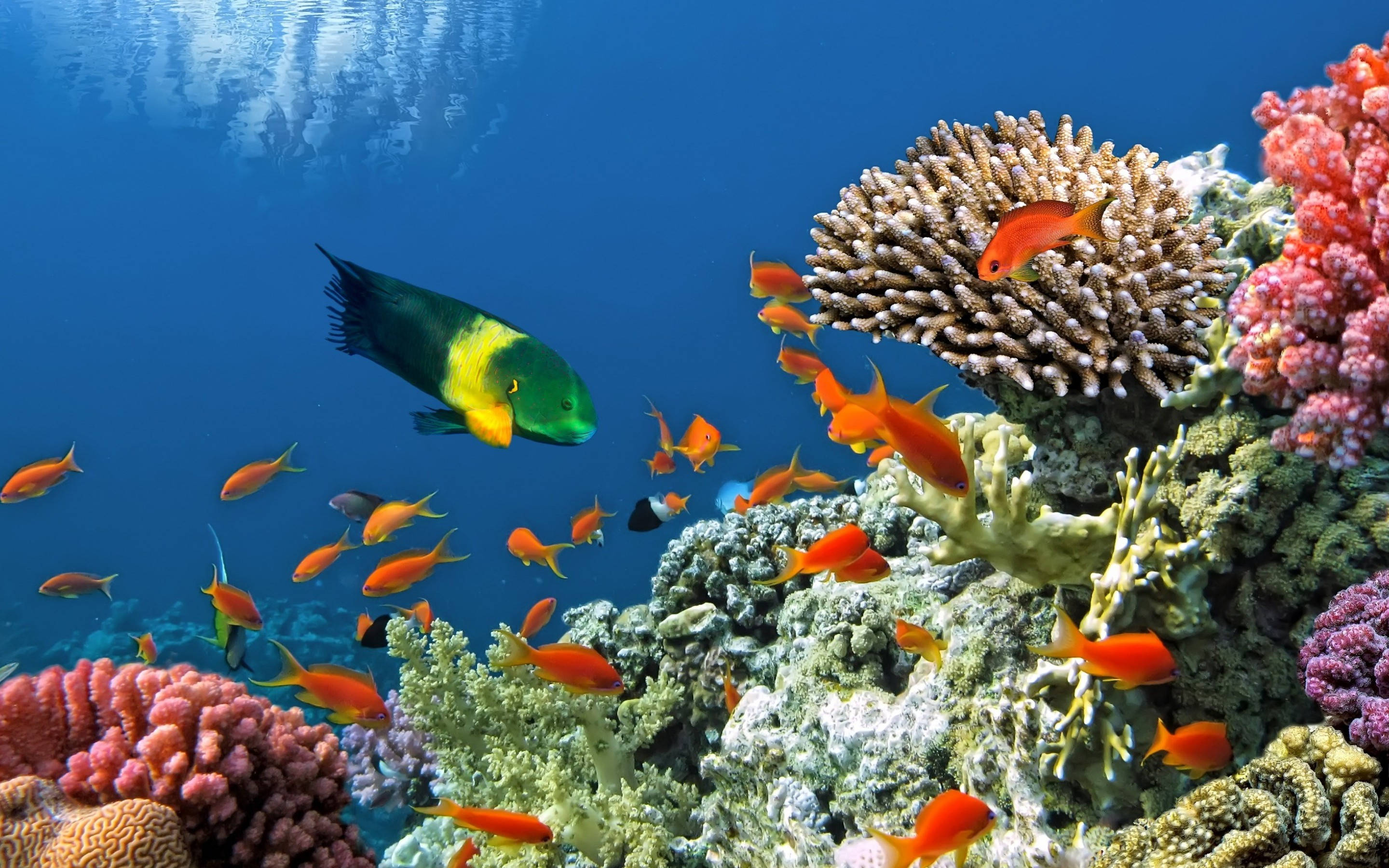 サンゴ礁の熱帯魚 壁紙