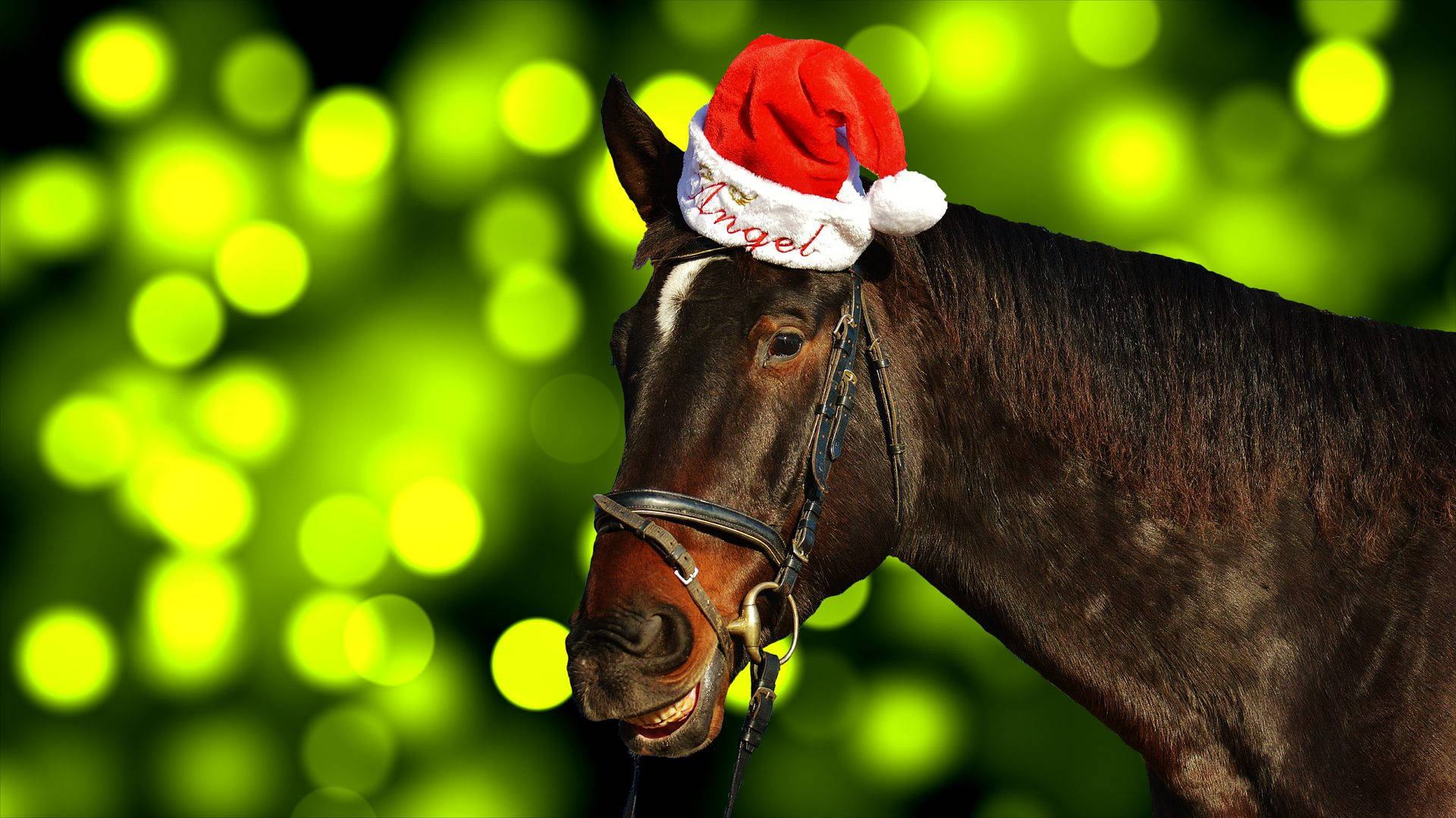 サンタ帽をかぶった愛らしい馬のクリスマス 壁紙
