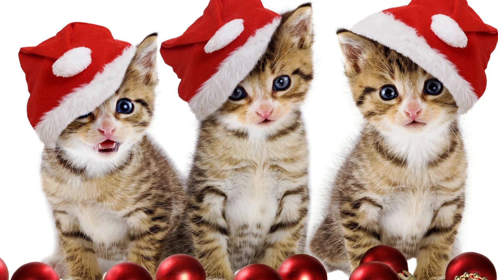 サンタ帽をかぶった猫たちの楽しいクリスマス 壁紙