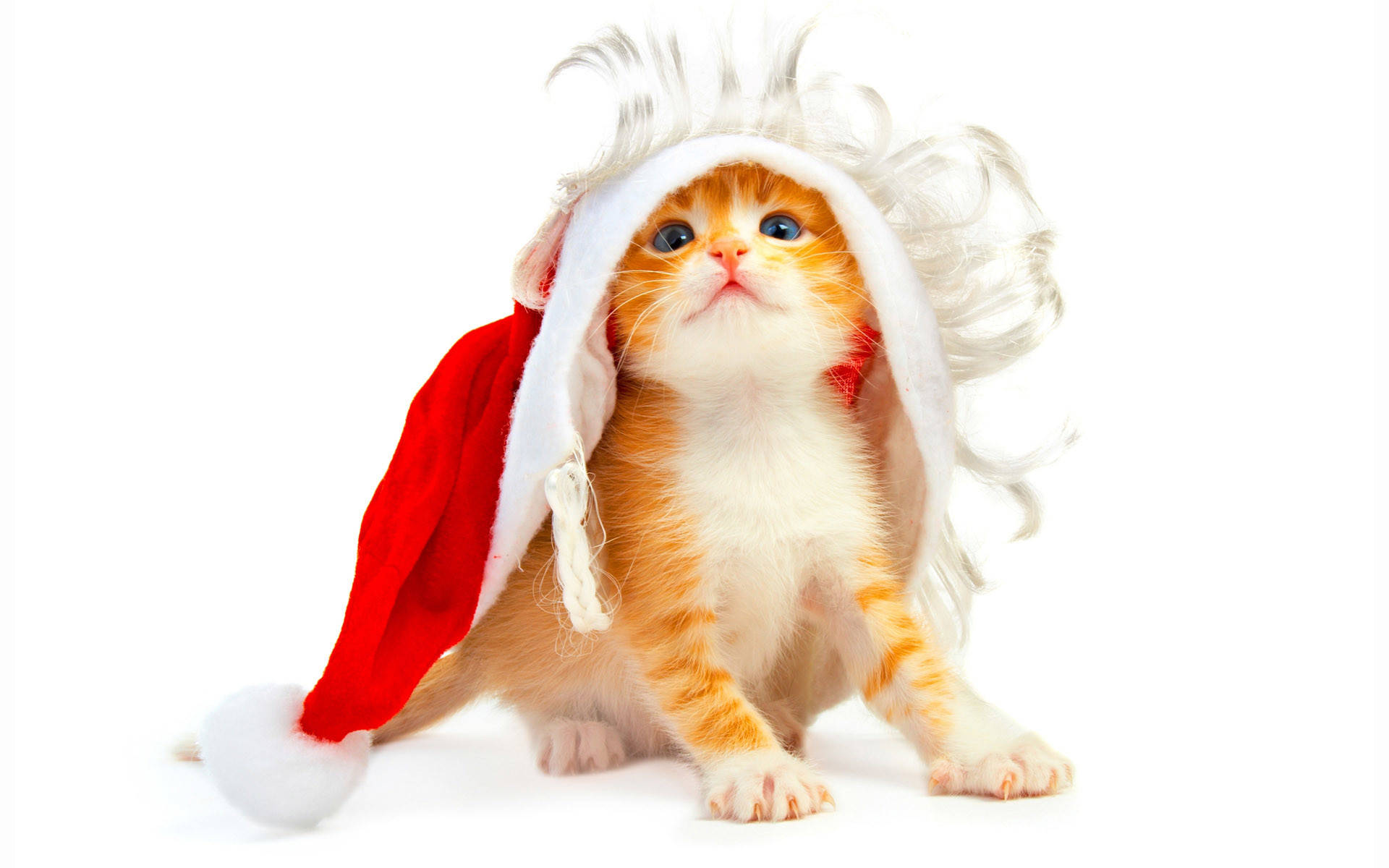 サンタ帽をかぶった猫の面白いクリスマス 壁紙