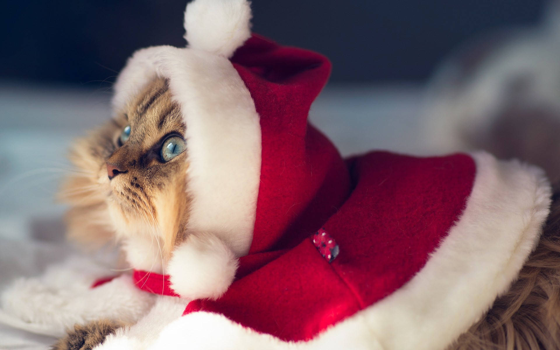 サンタ衣装の猫 おかしなクリスマス 壁紙