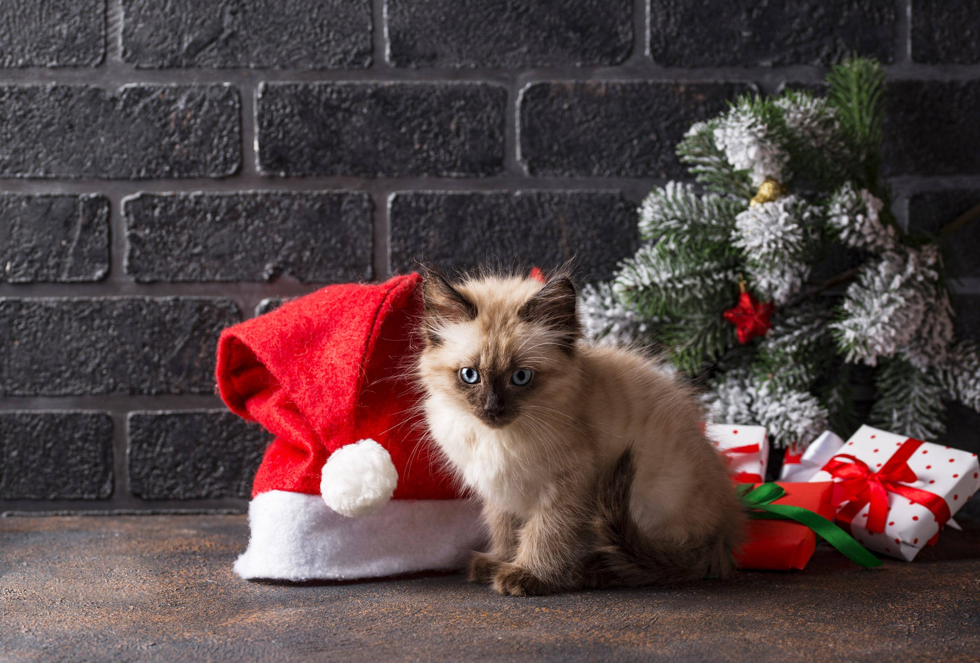 シャム猫の子猫がクリスマスプレゼントと一緒に 壁紙