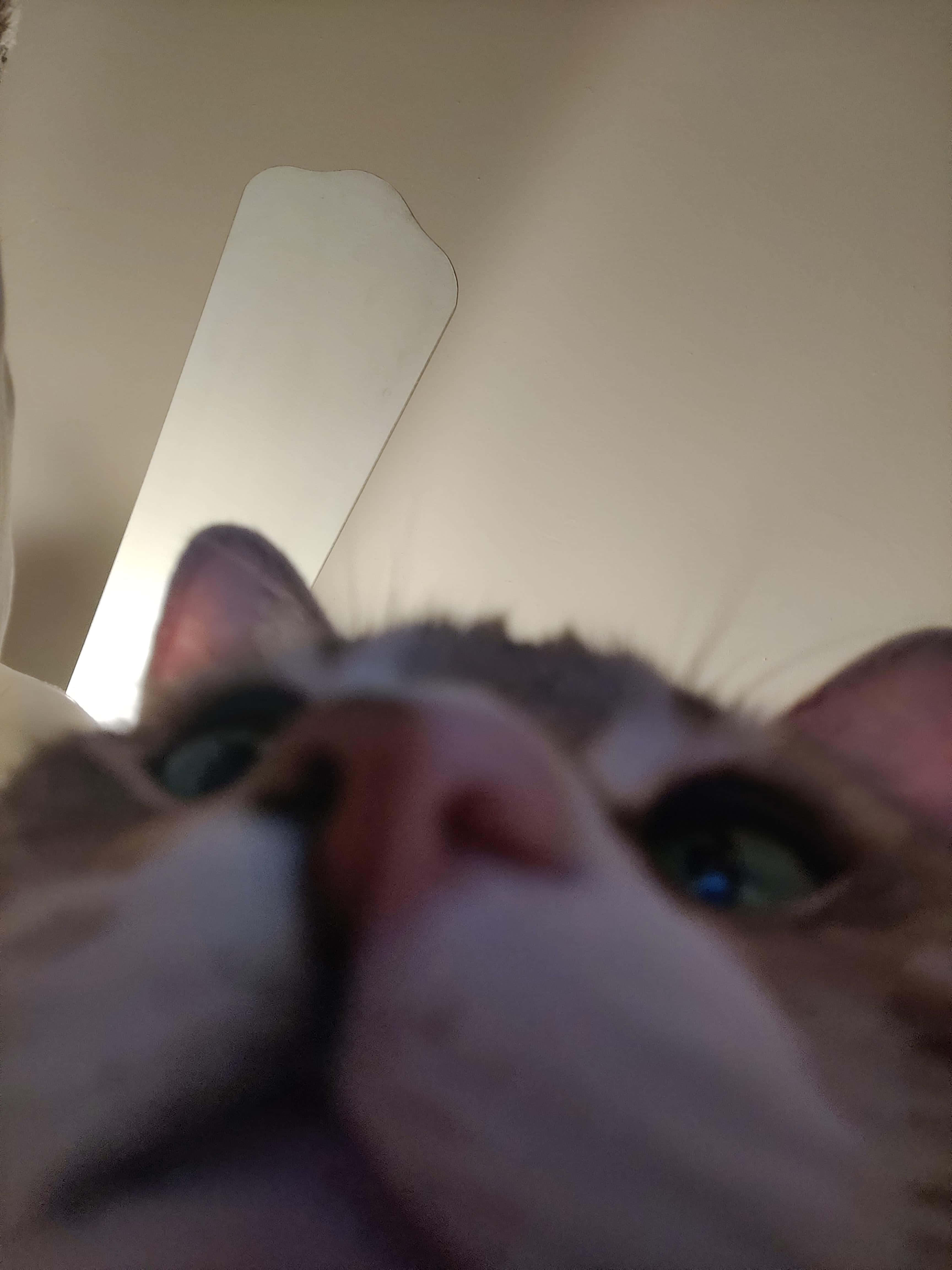 ズームアップした猫の可愛い鼻のPFP 壁紙