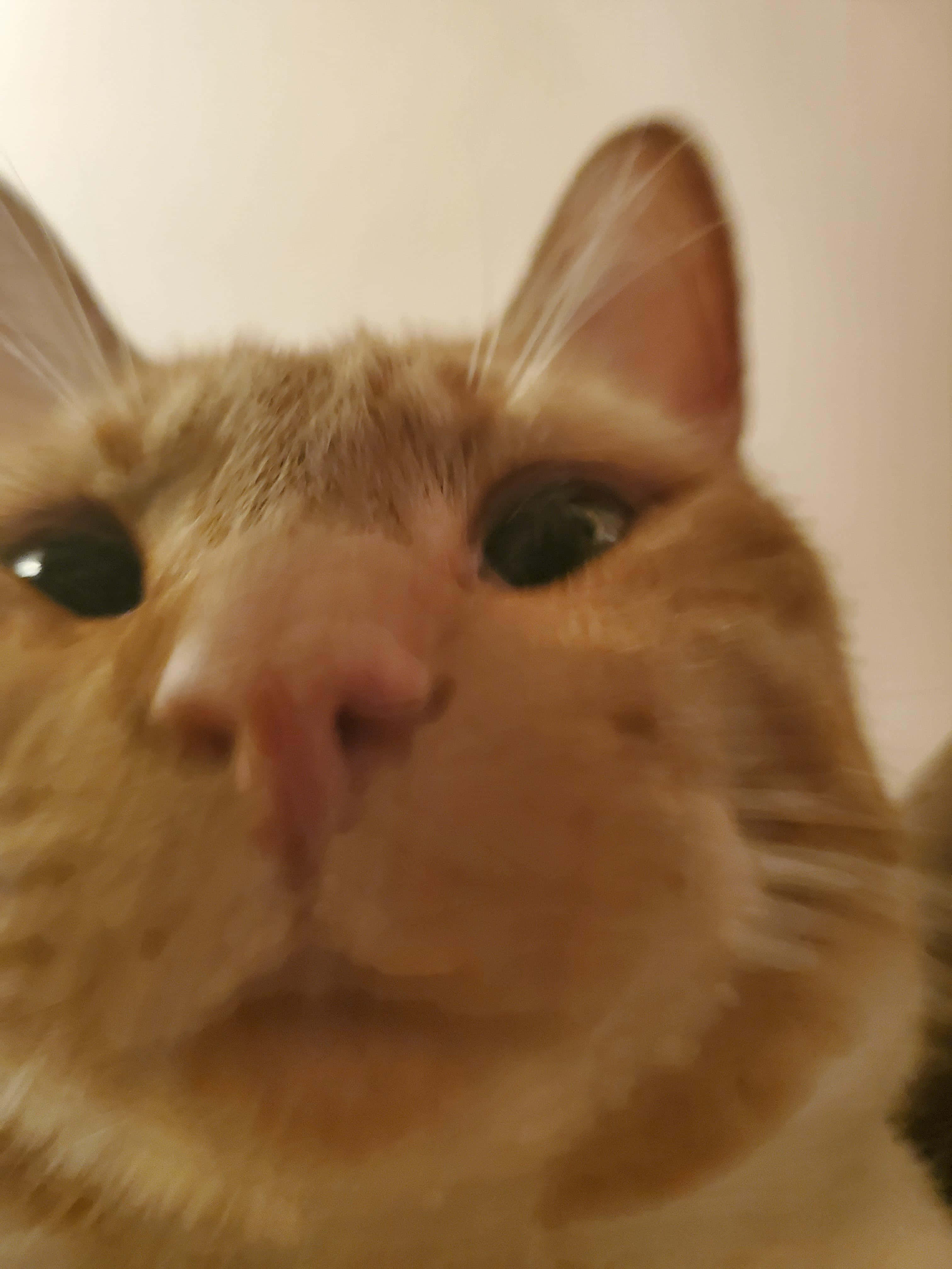 ズームインした可愛い猫のプロフィール画像 壁紙