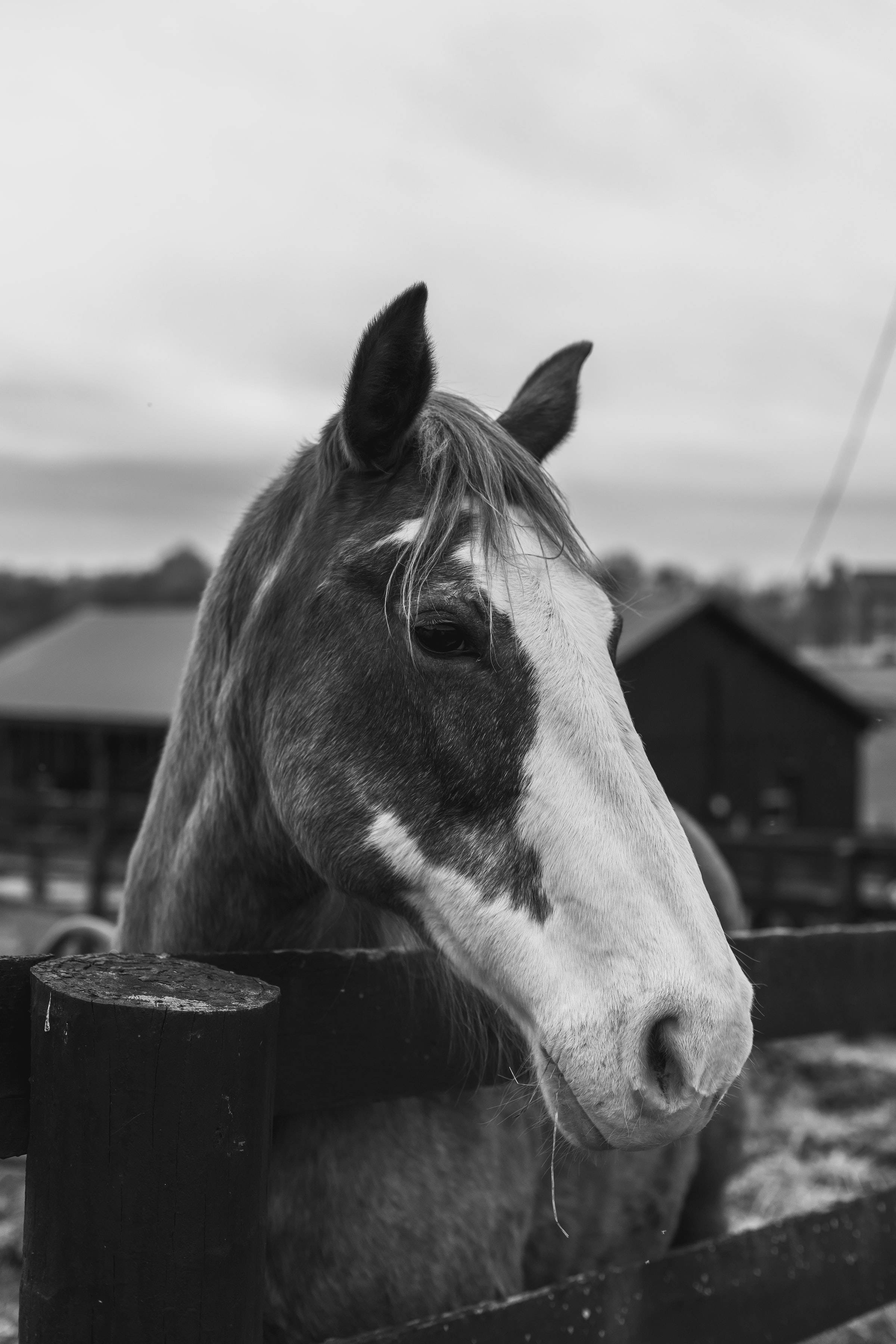 セントラルケンタッキーの馬 壁紙
