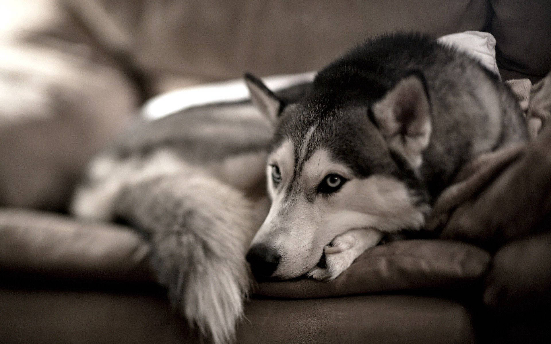 グレーのソファに座るシベリアンハスキーの犬の壁紙