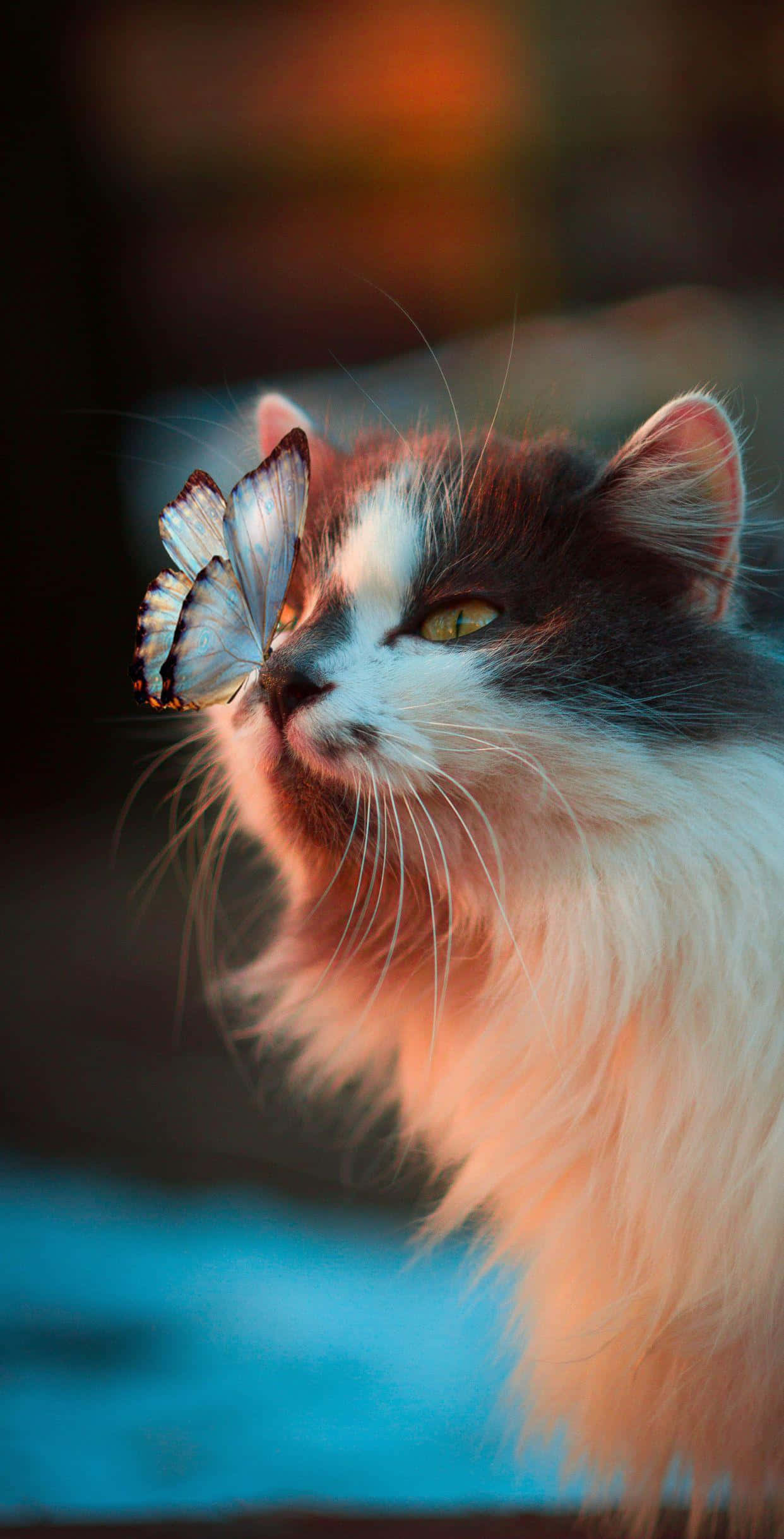 ソファでくつろぐ猫。 壁紙