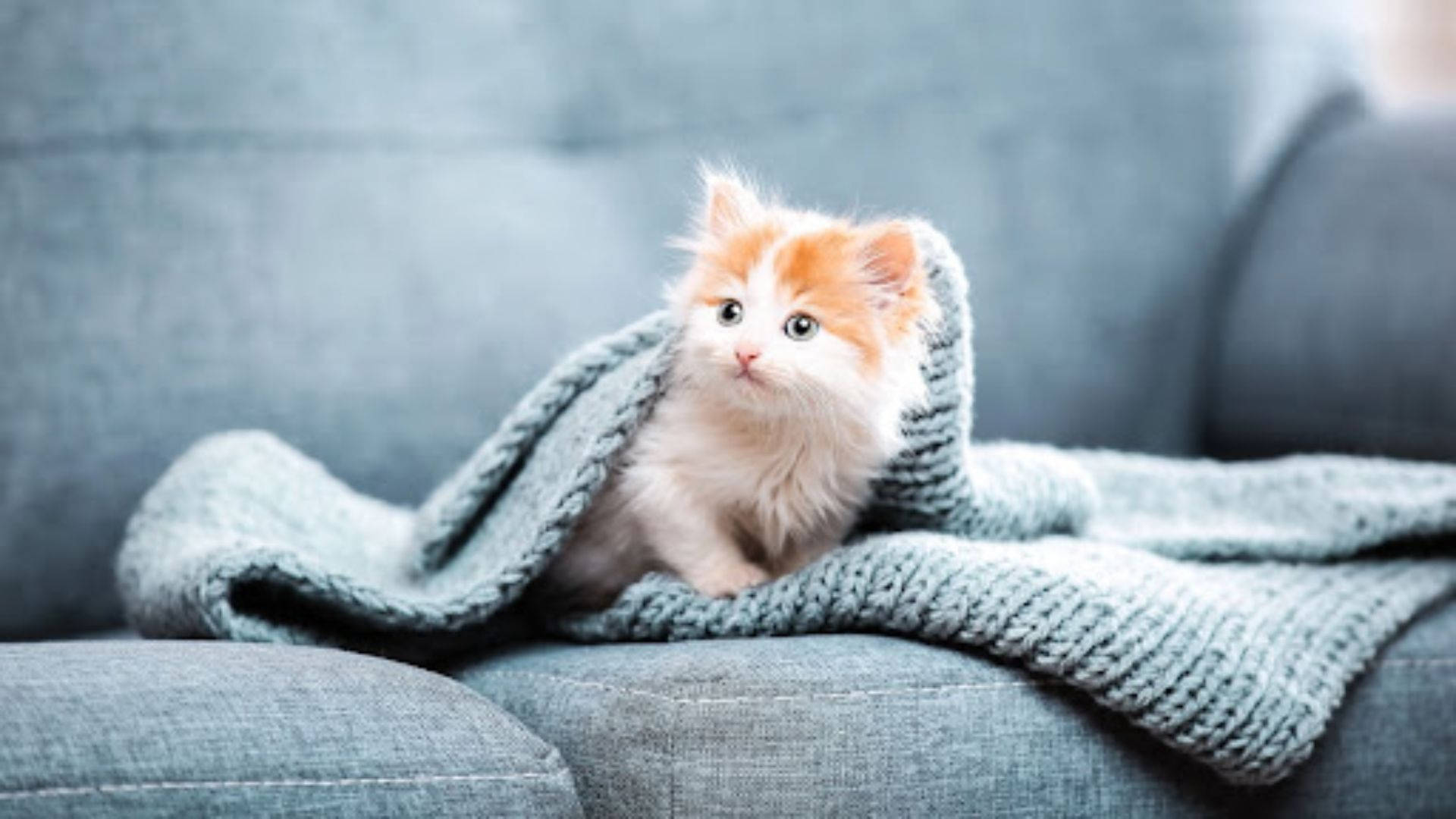 ソファでくつろぐ美しい猫 壁紙