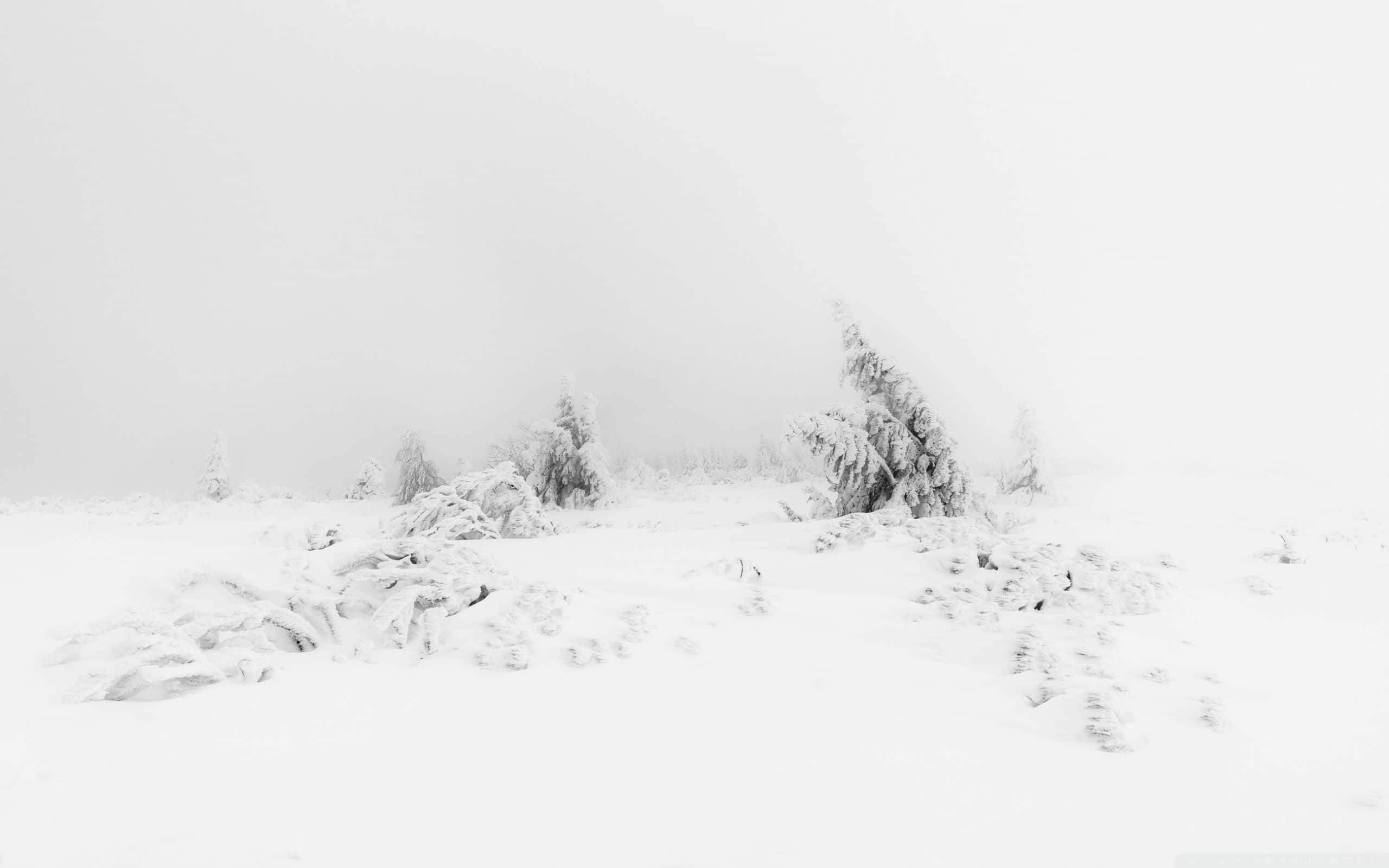 ソフトホワイトな美しい雪景色 壁紙