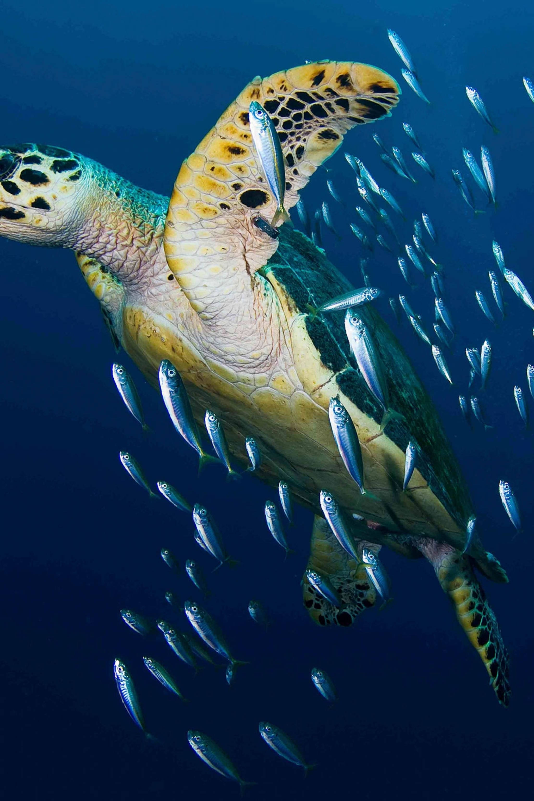 タイマイの海の水亀の写真 壁紙