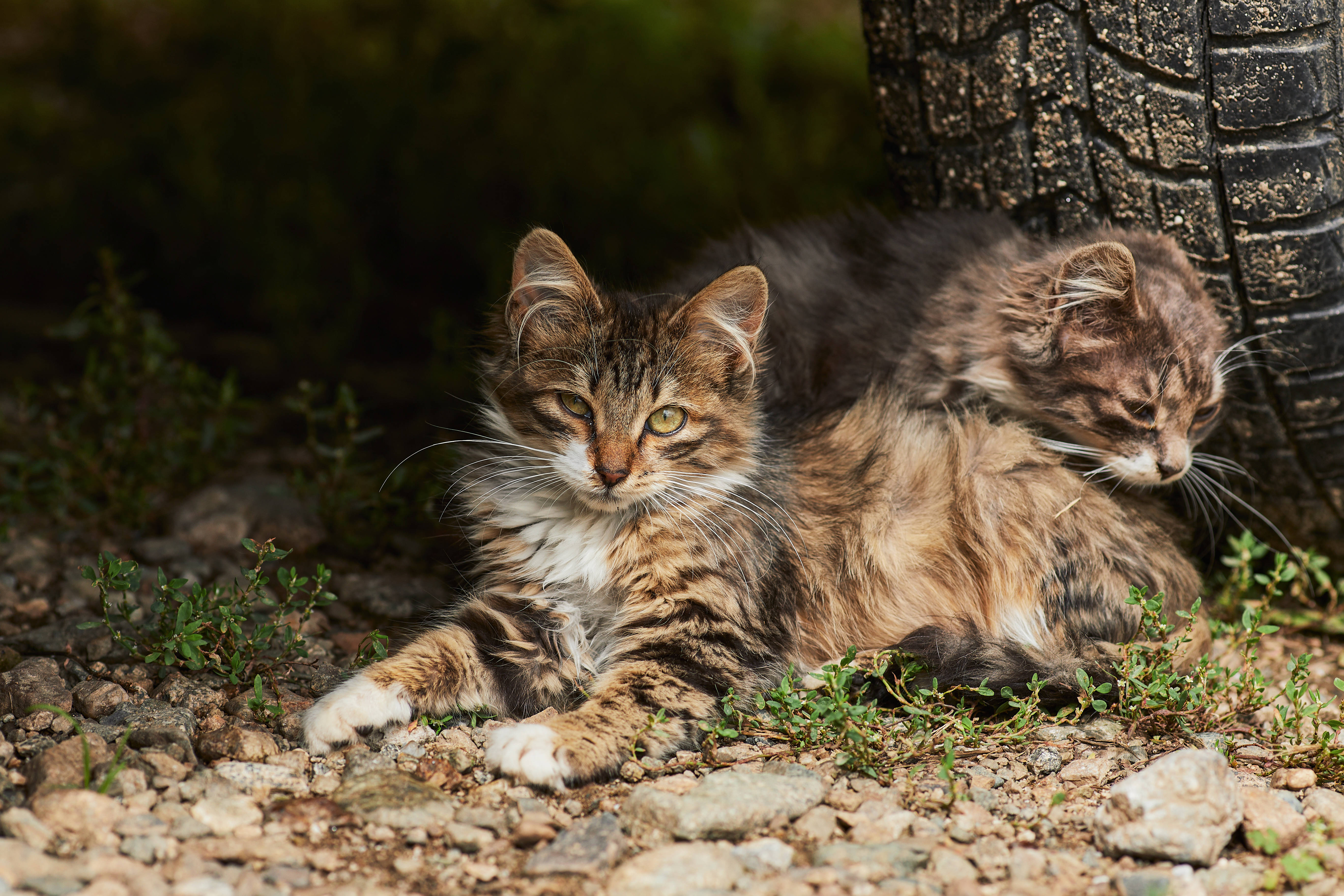 タイヤの中の2匹の美しい猫 壁紙