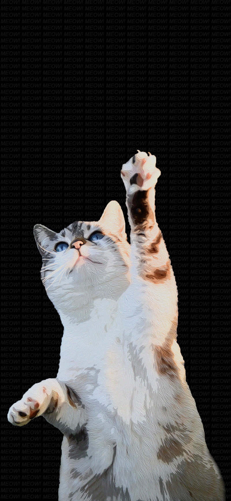 ダンシングキャット 片足を上げる.JPG 壁紙