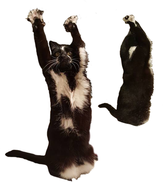ダンスする猫とハニーバジャーミーム 壁紙
