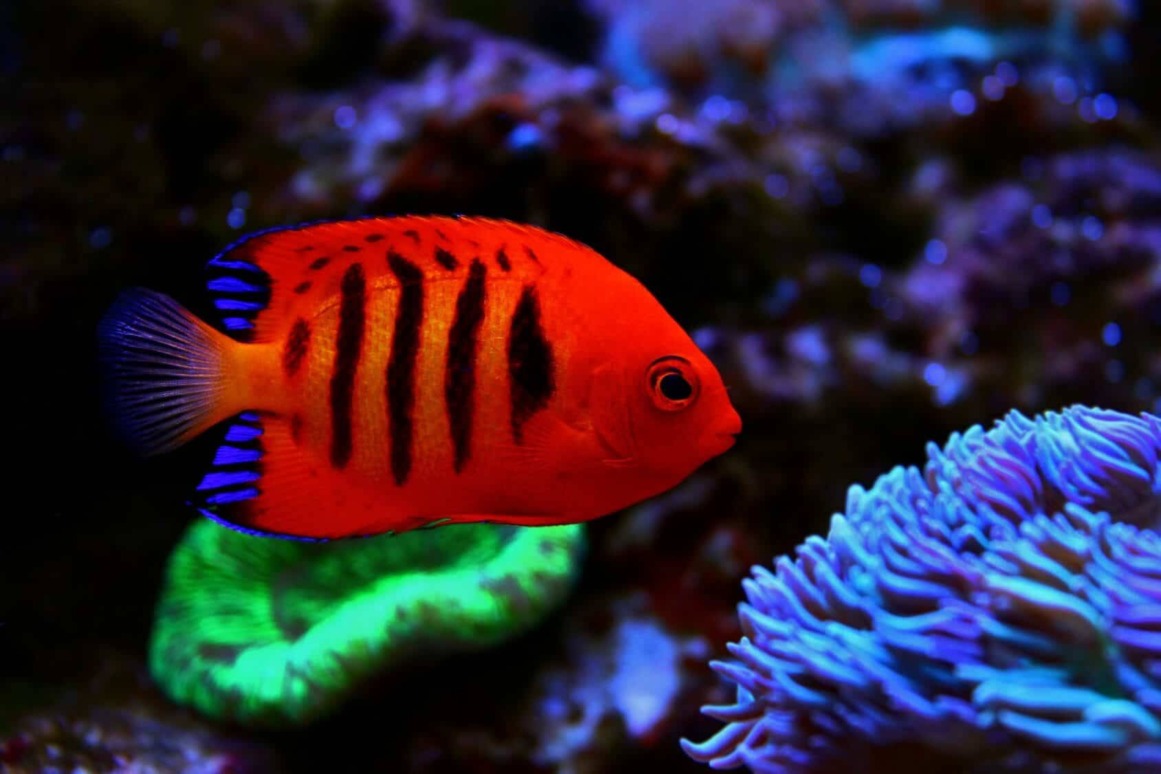 ダークオレンジのクールな魚 壁紙
