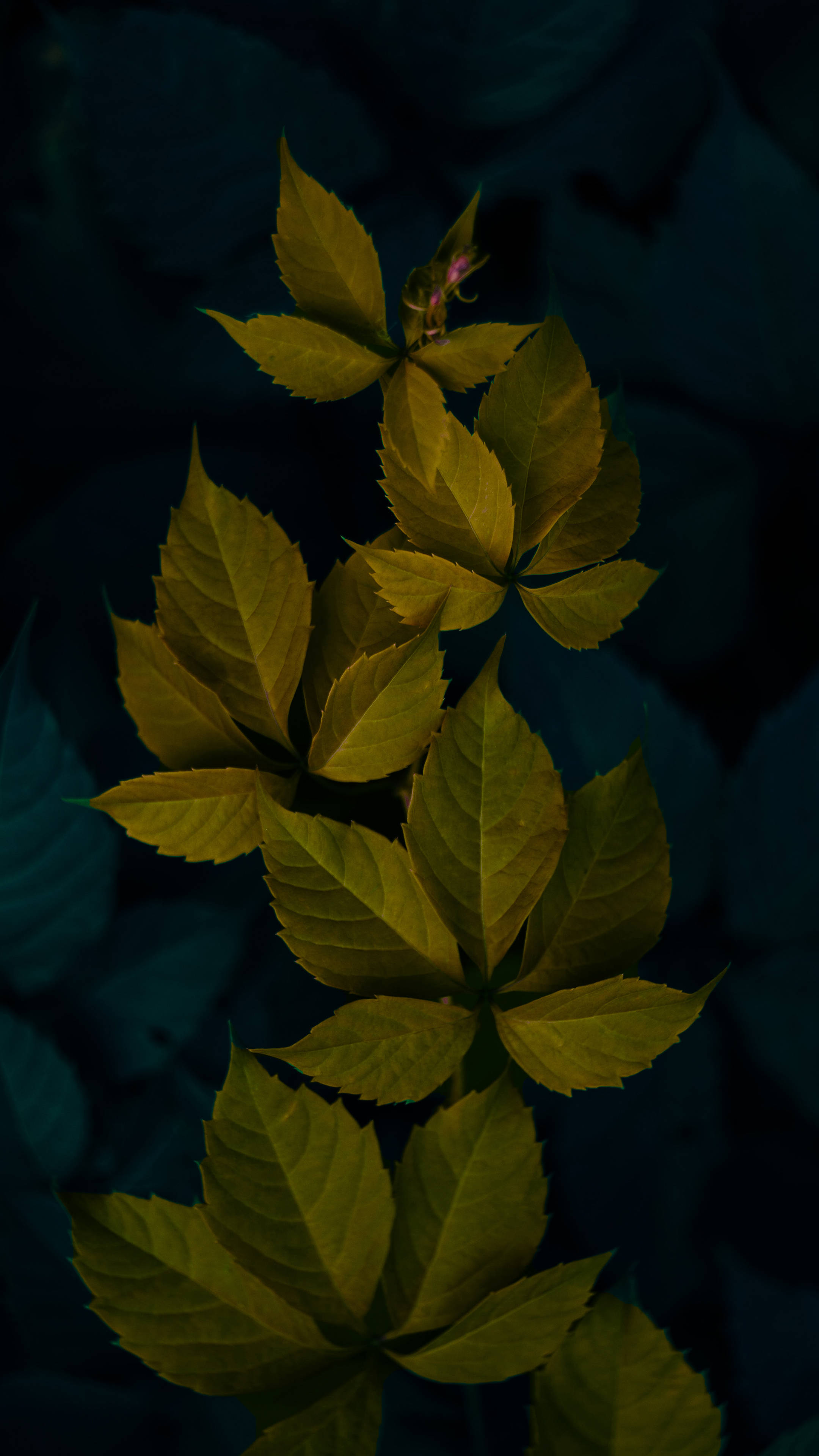ダークグリーン ミニマルな植物の葉 壁紙