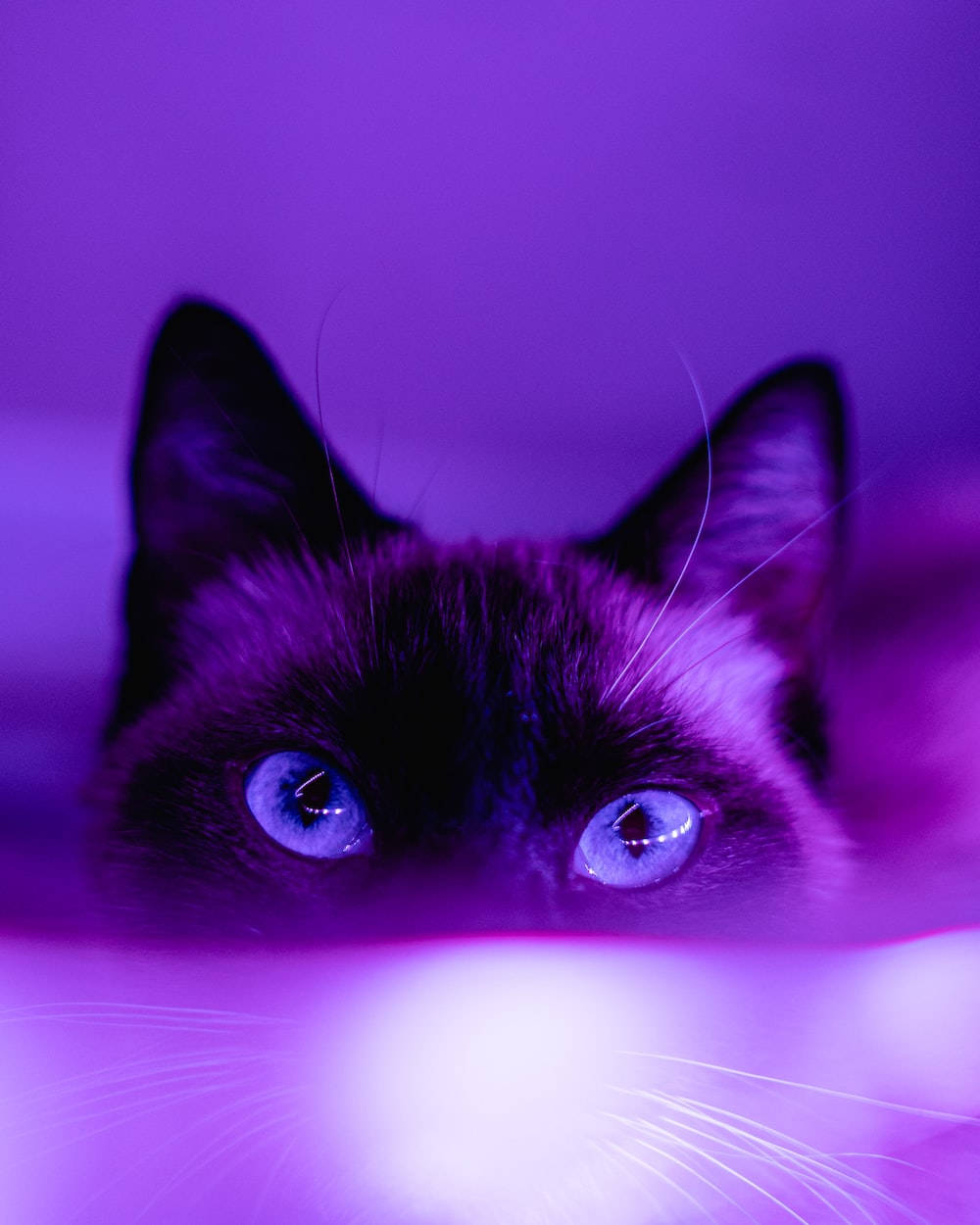 ダークパープルの美しいシャム猫 壁紙