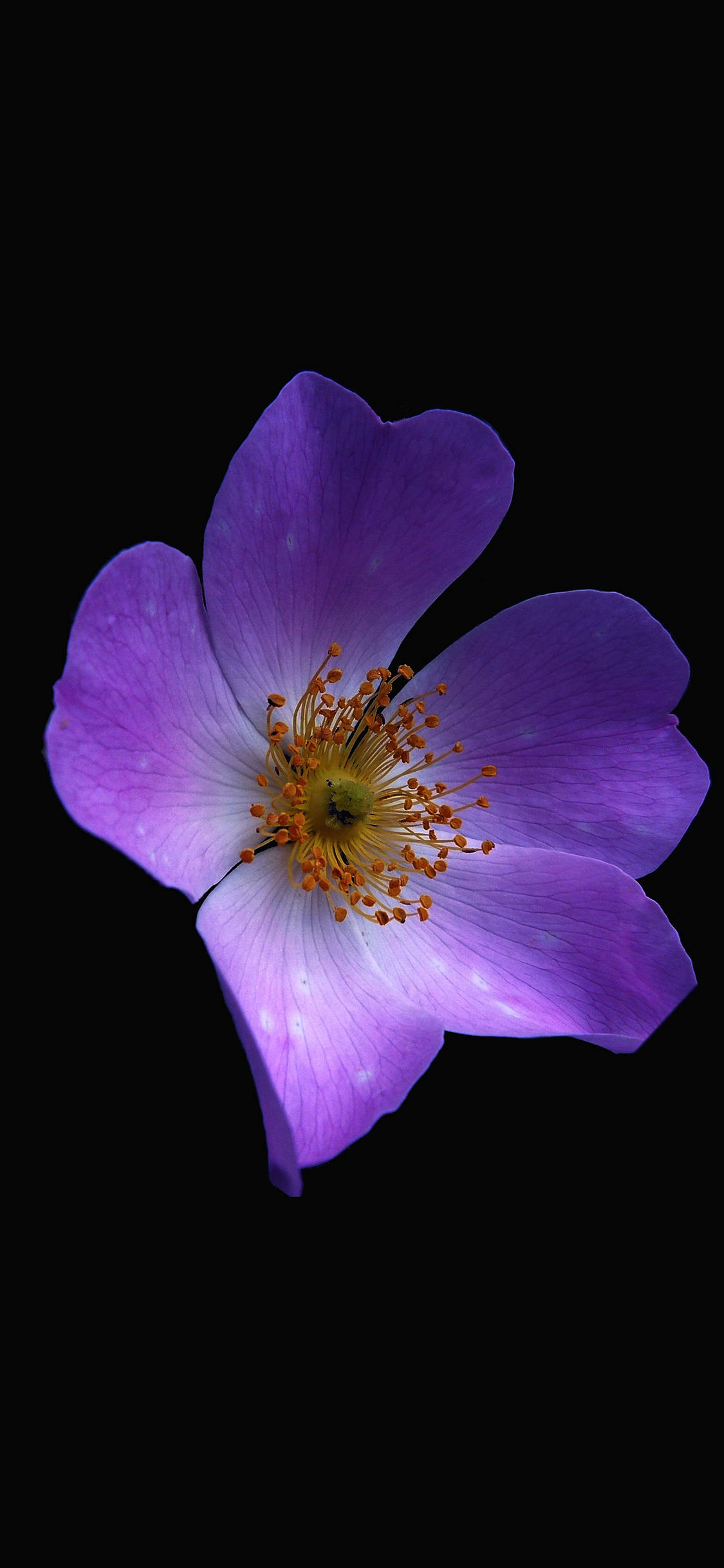 ダークパープルの美的な花 壁紙
