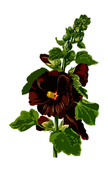 ダークレッドのパンジーの花アート 壁紙