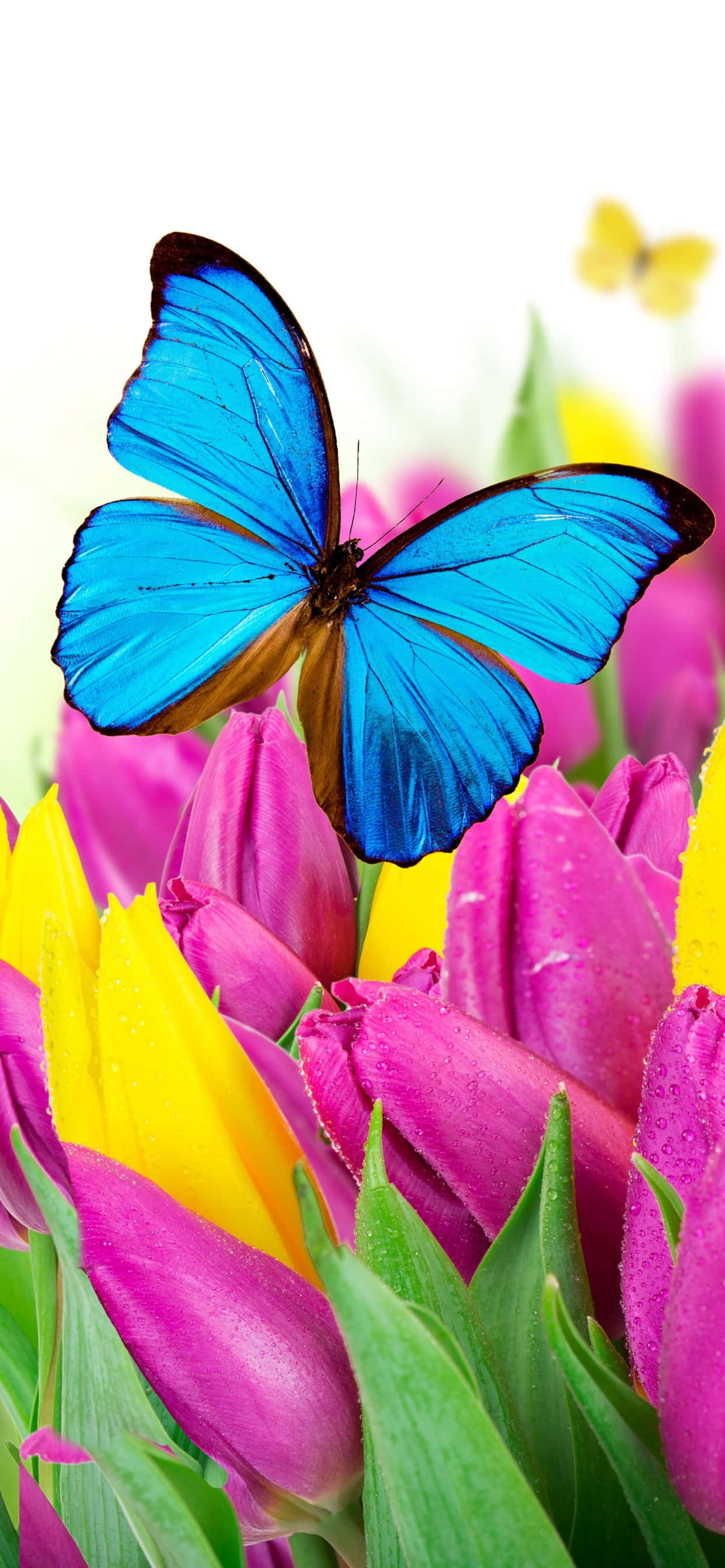 チューリップの花と蝶 壁紙