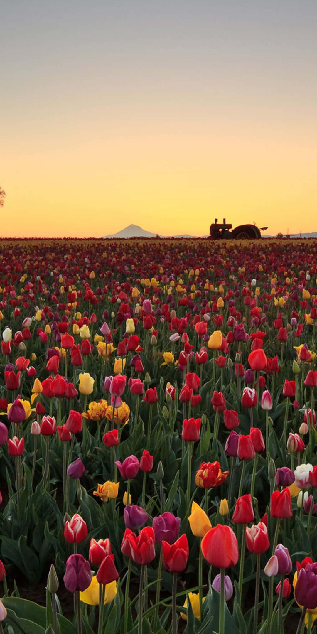 チューリップ畑のピクセル3花背景 壁紙