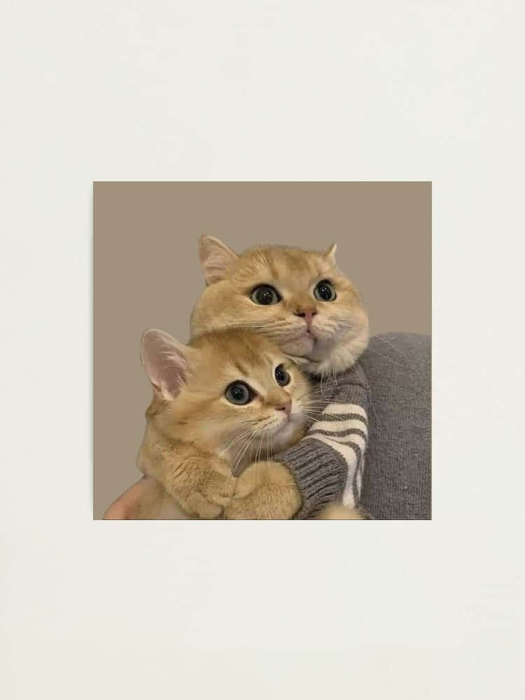 ツインフェリンハーモニー - おそろい猫アイコン 壁紙