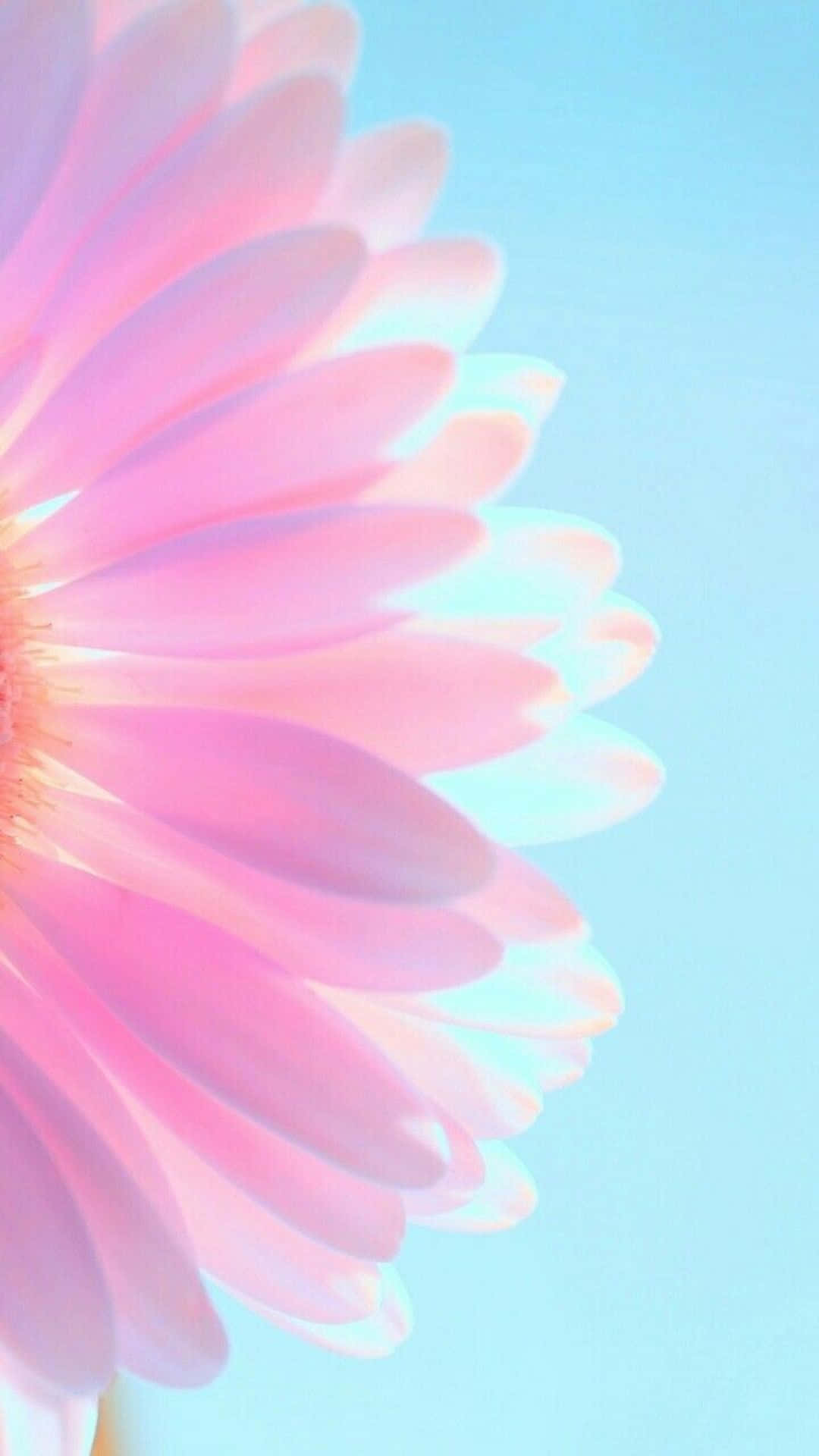 デイジーの花 パステルパープル iPhone 壁紙